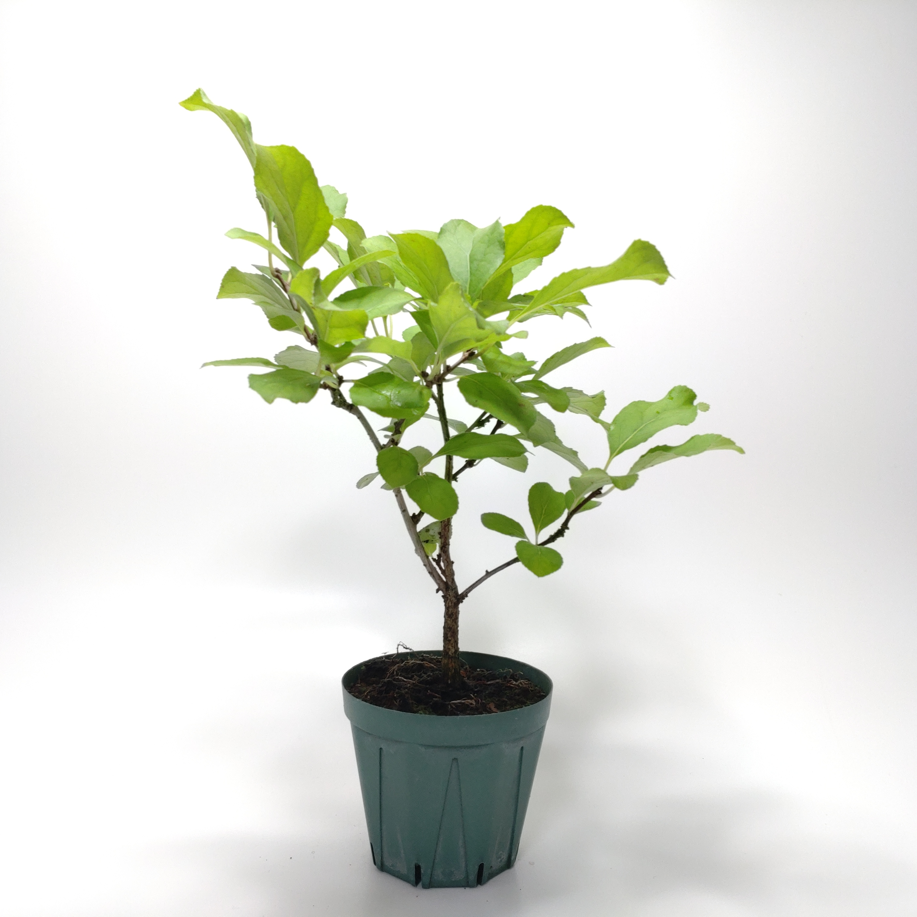 ツルウメモドキ（蔓梅擬）SS009