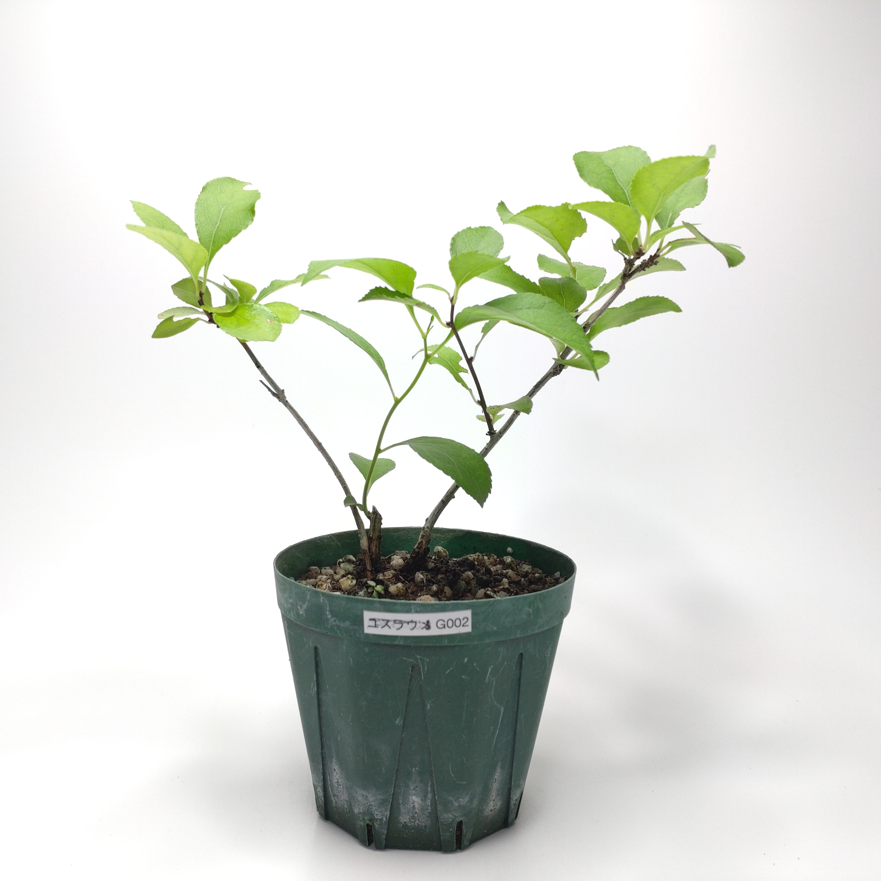ツルウメモドキ（蔓梅擬）SG002
