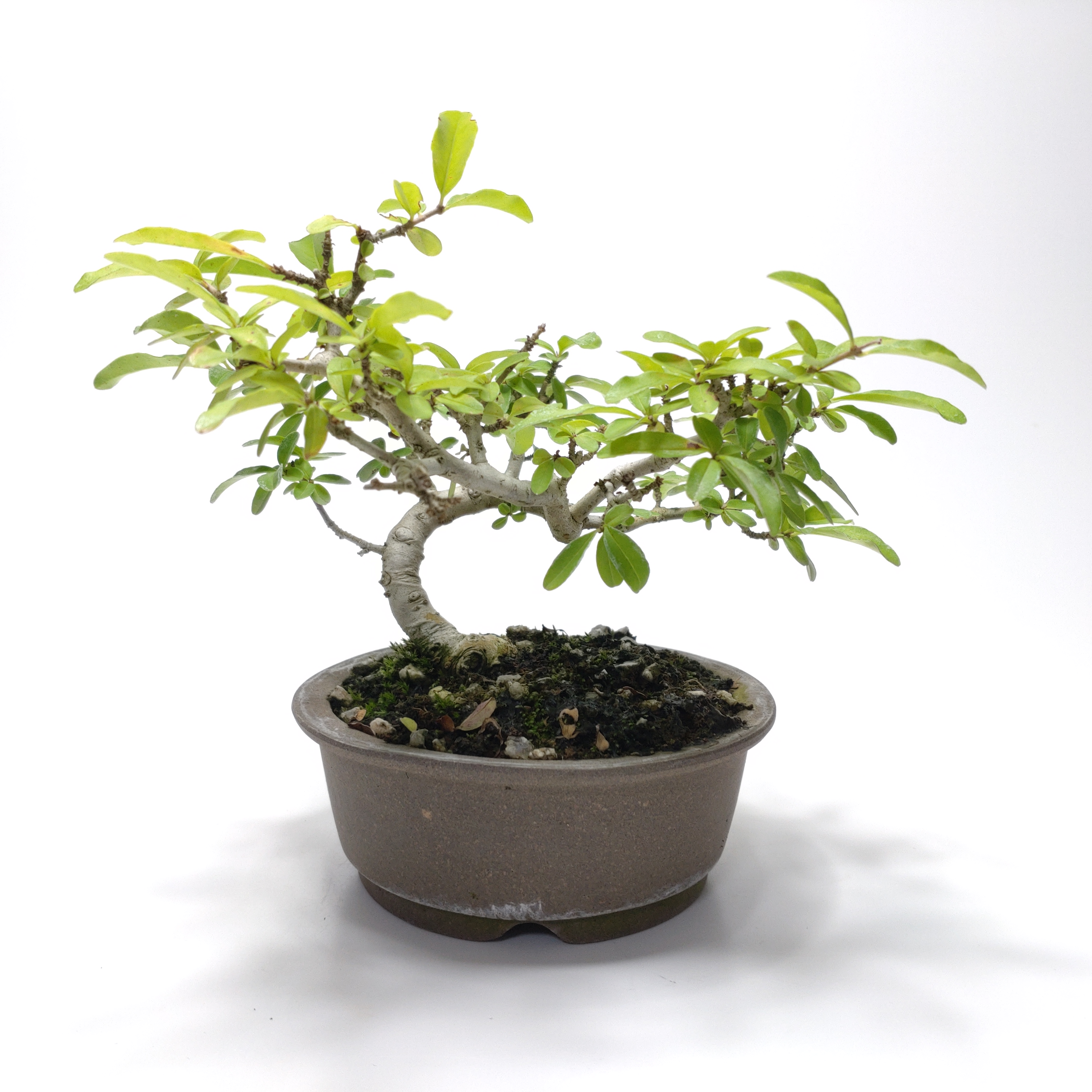 水蝋樹（イボタノキ）盆栽 SS006