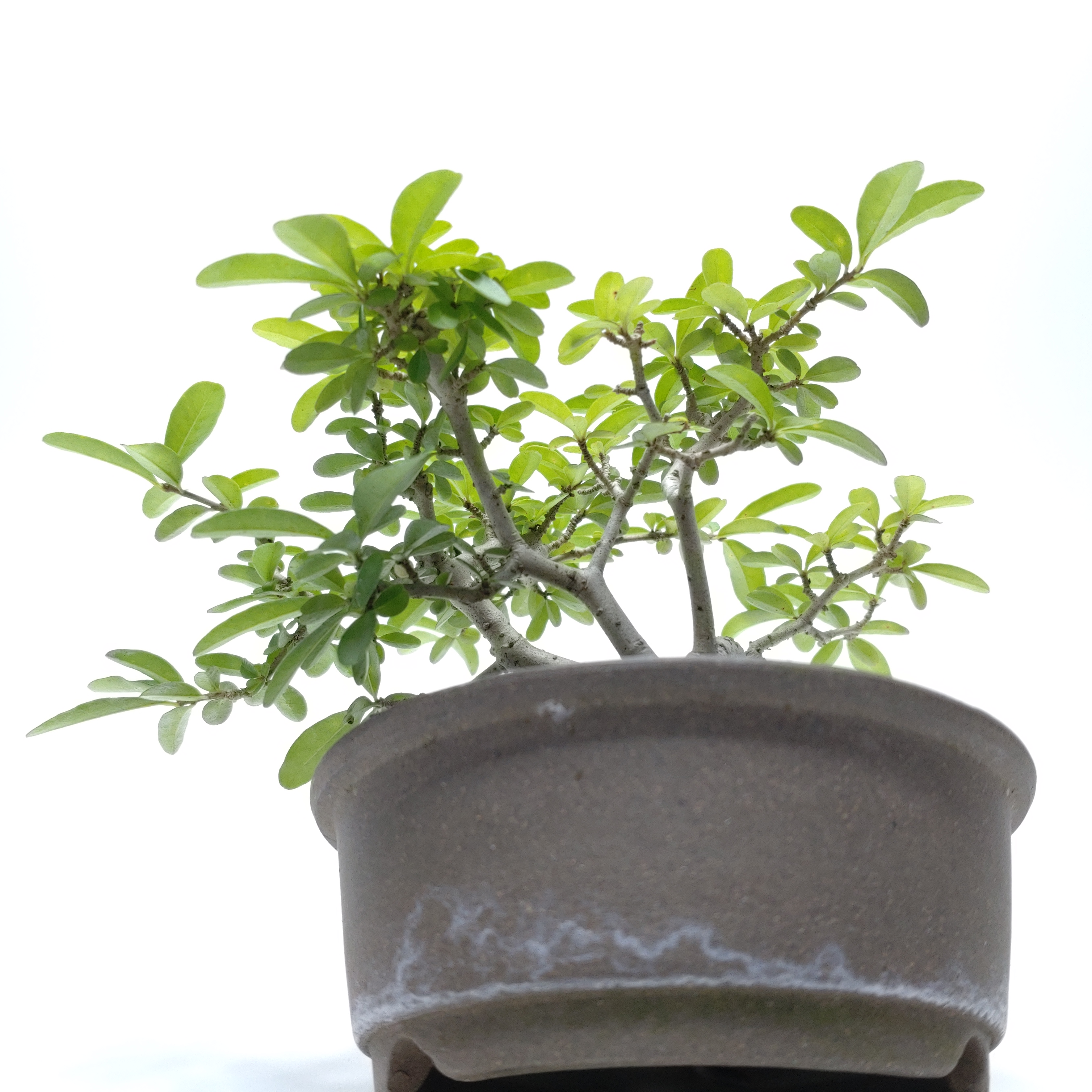 盆栽創 / 水蝋樹（イボタノキ）盆栽 SS008