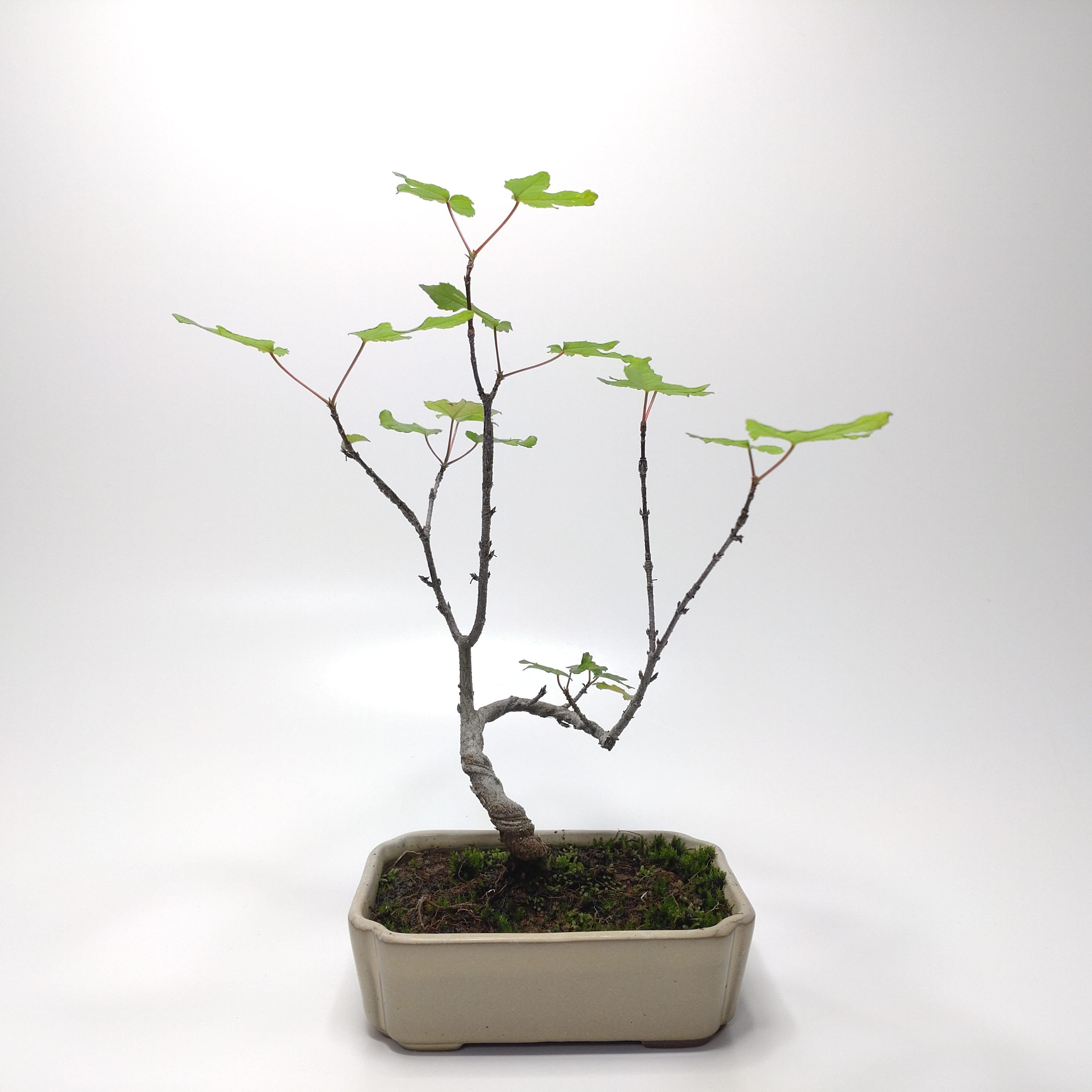 唐楓（トウカエデ）盆栽 SS009