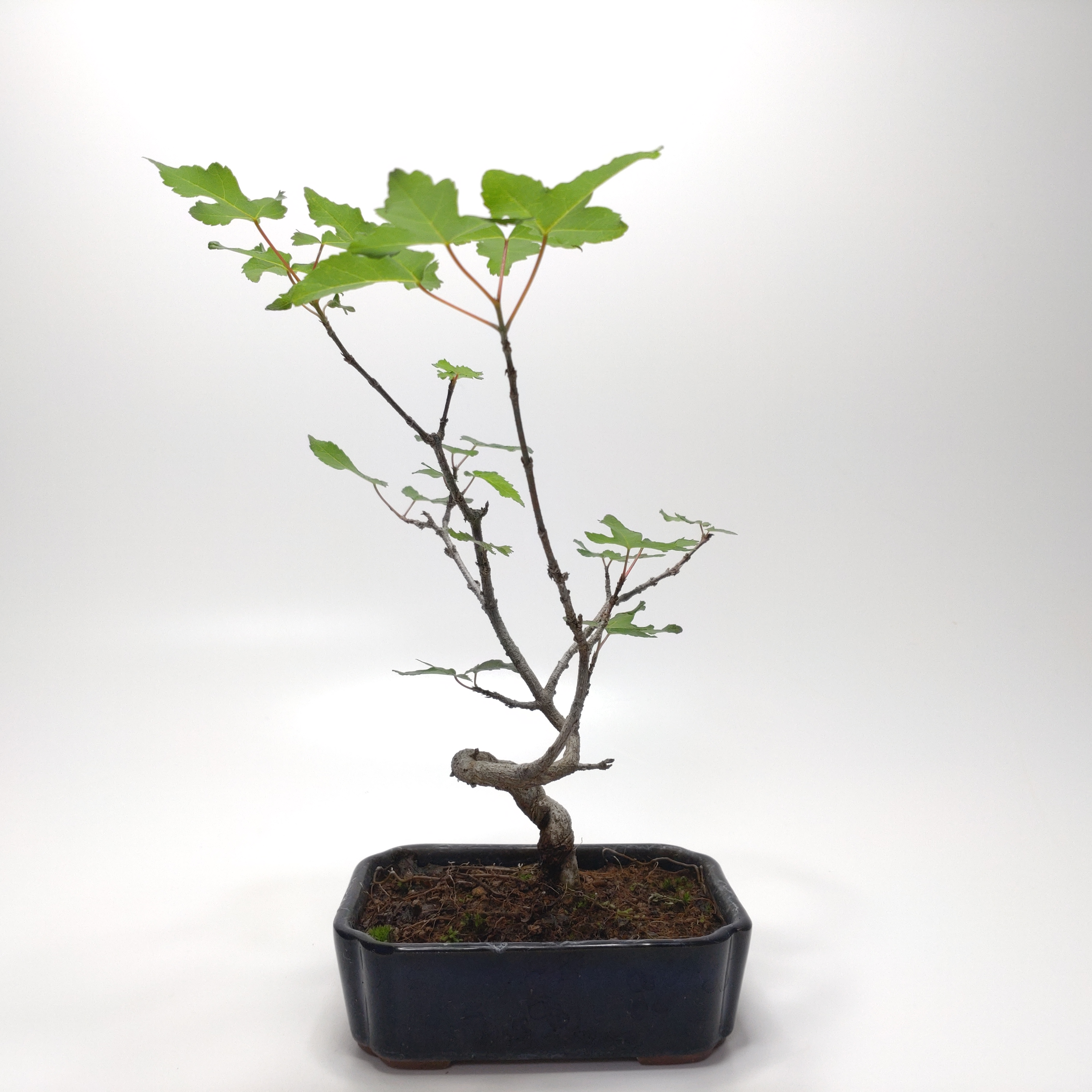 唐楓（トウカエデ）盆栽 SS010