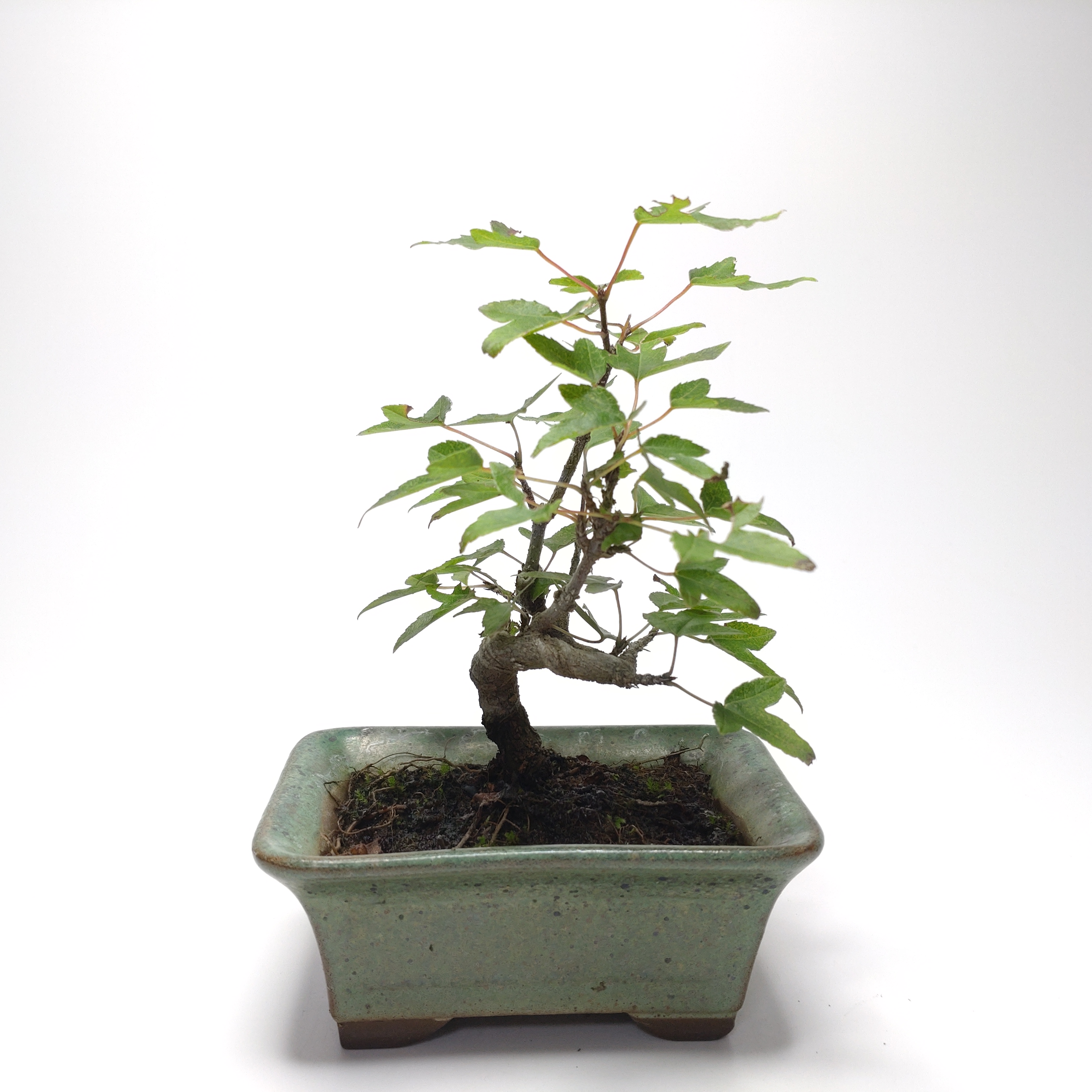 唐楓（トウカエデ）盆栽 SS005