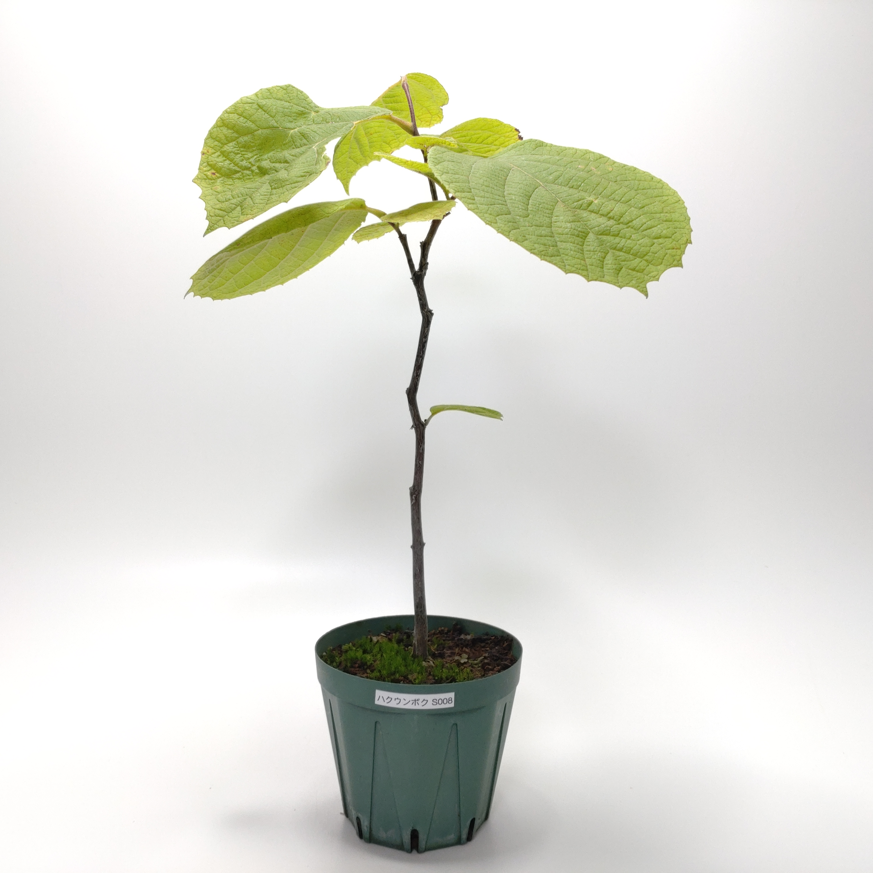 ハクウンボク（白雲木）S008