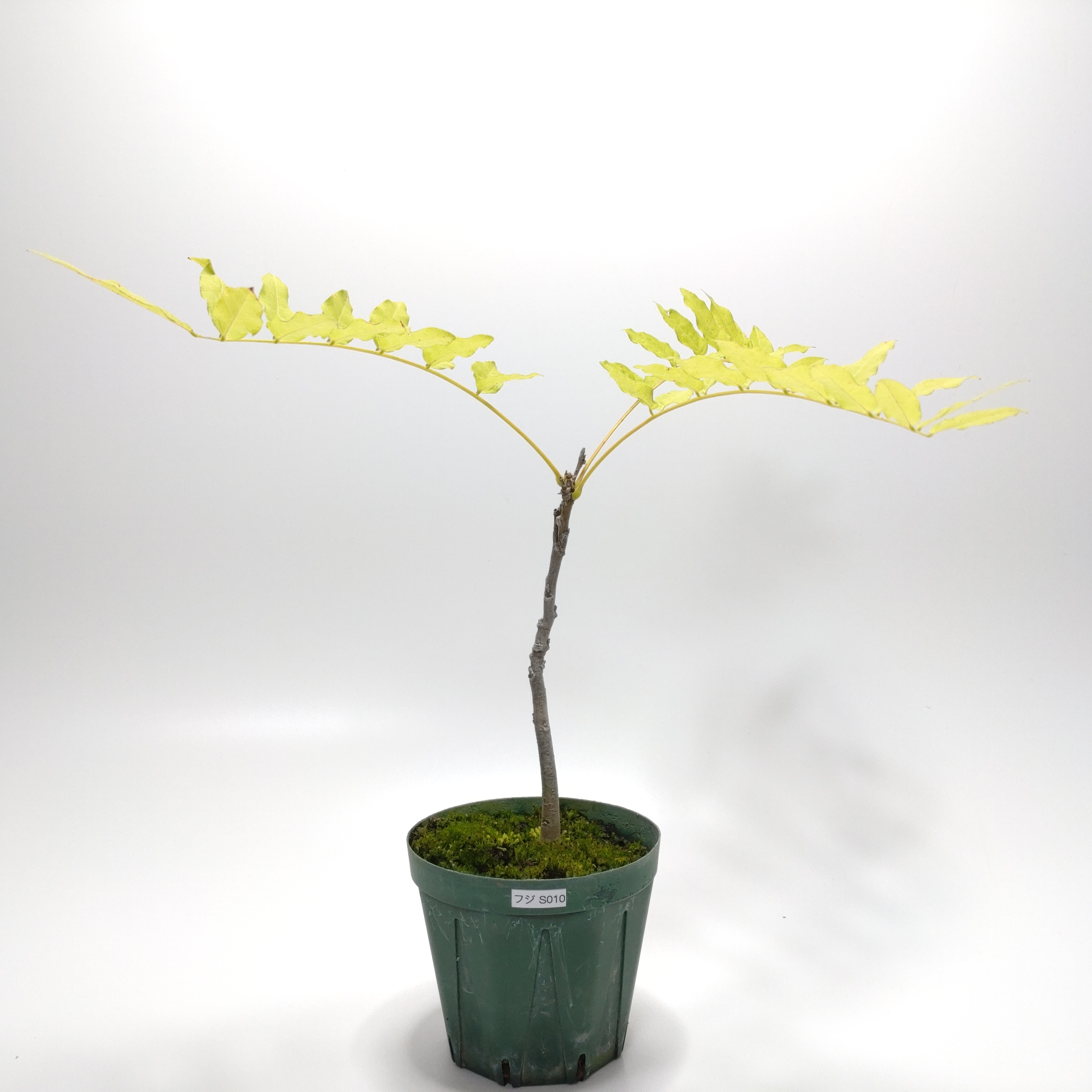 フジ（藤）SS010