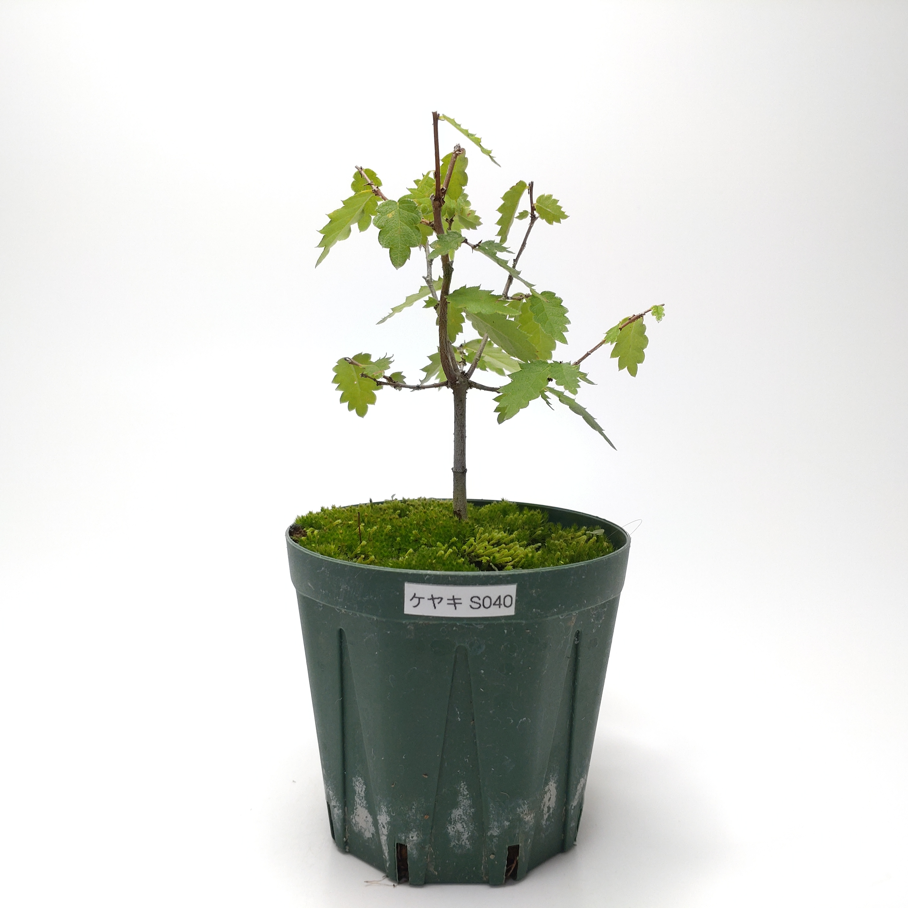 ケヤキ（欅）SS040