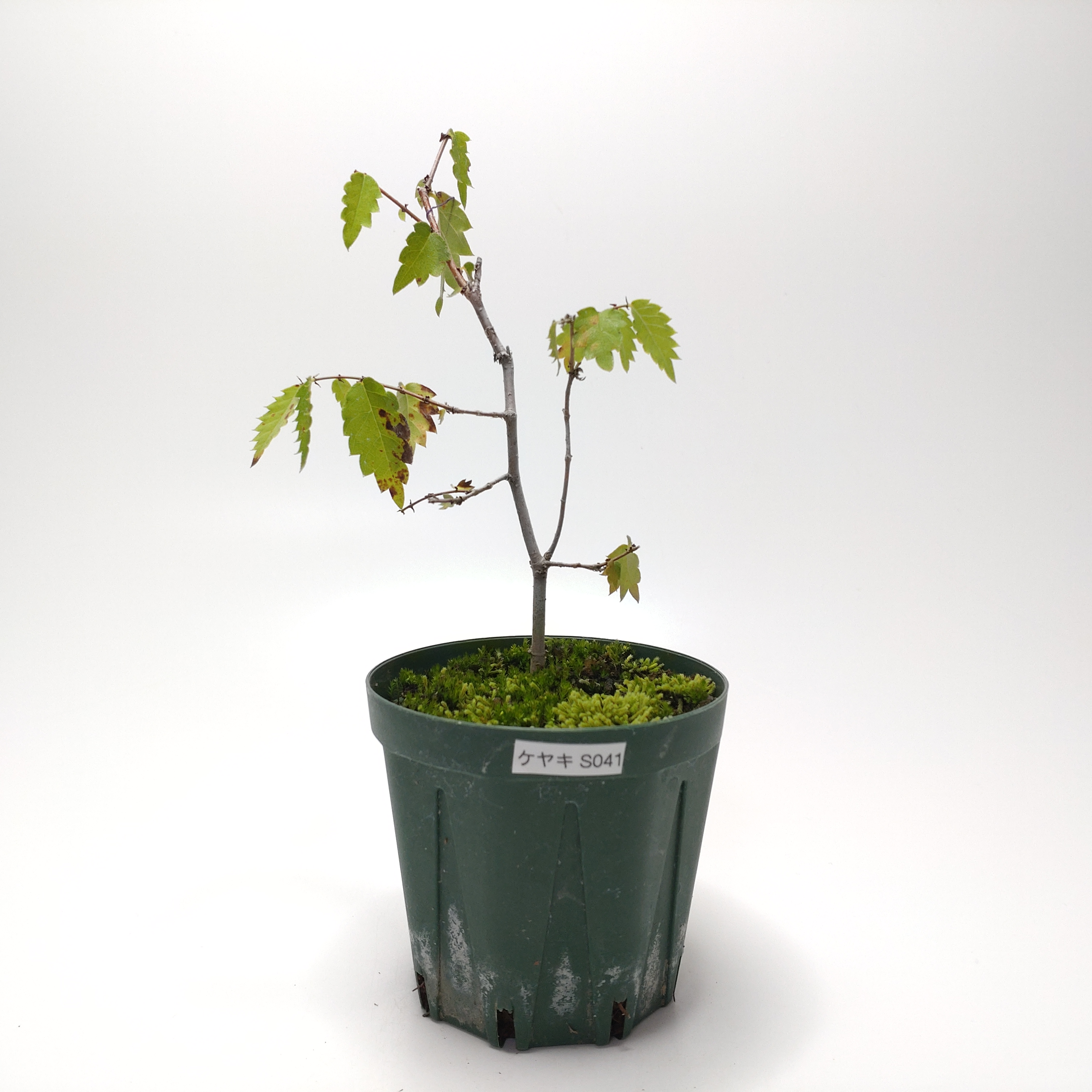 ケヤキ（欅）SS041