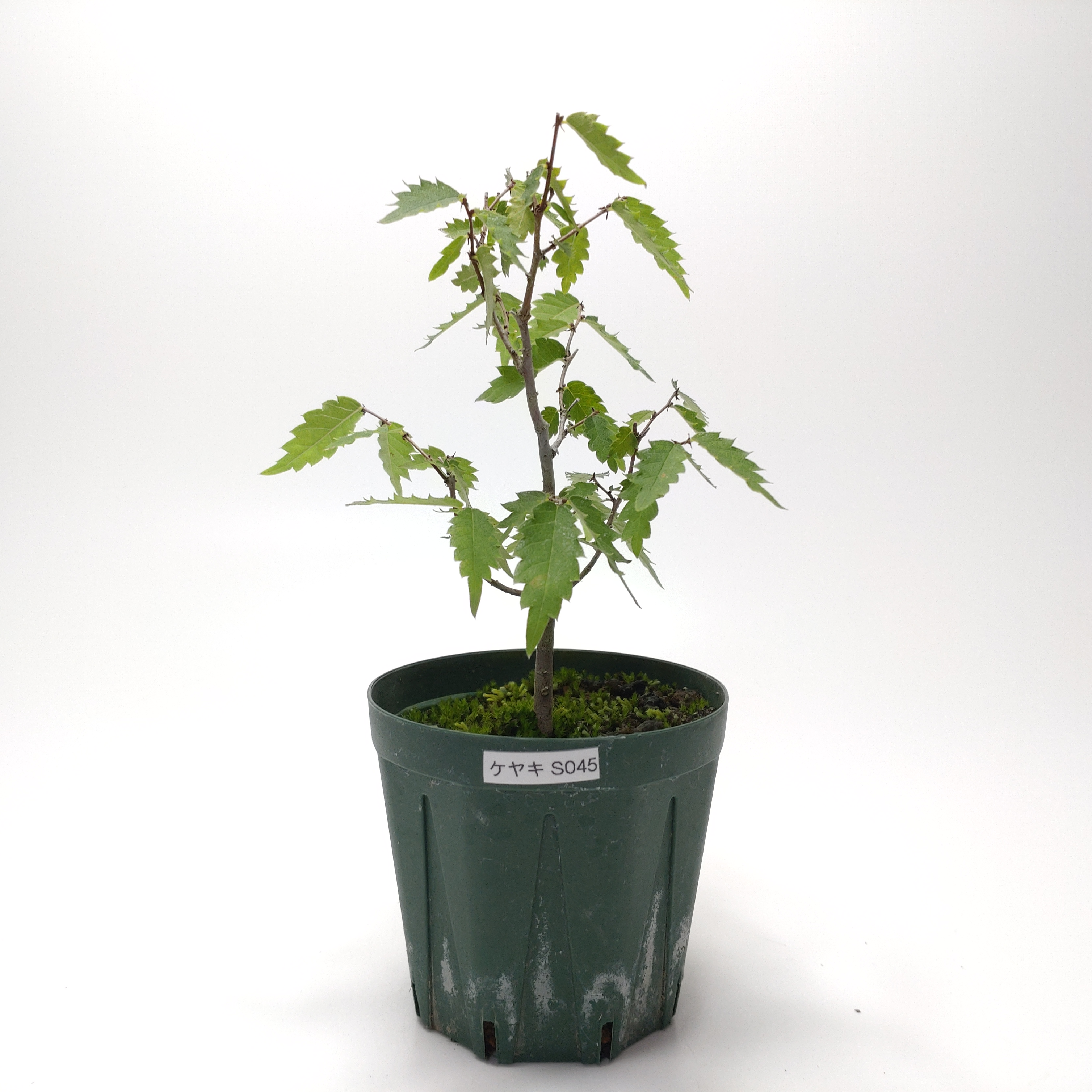 ケヤキ（欅）SS045