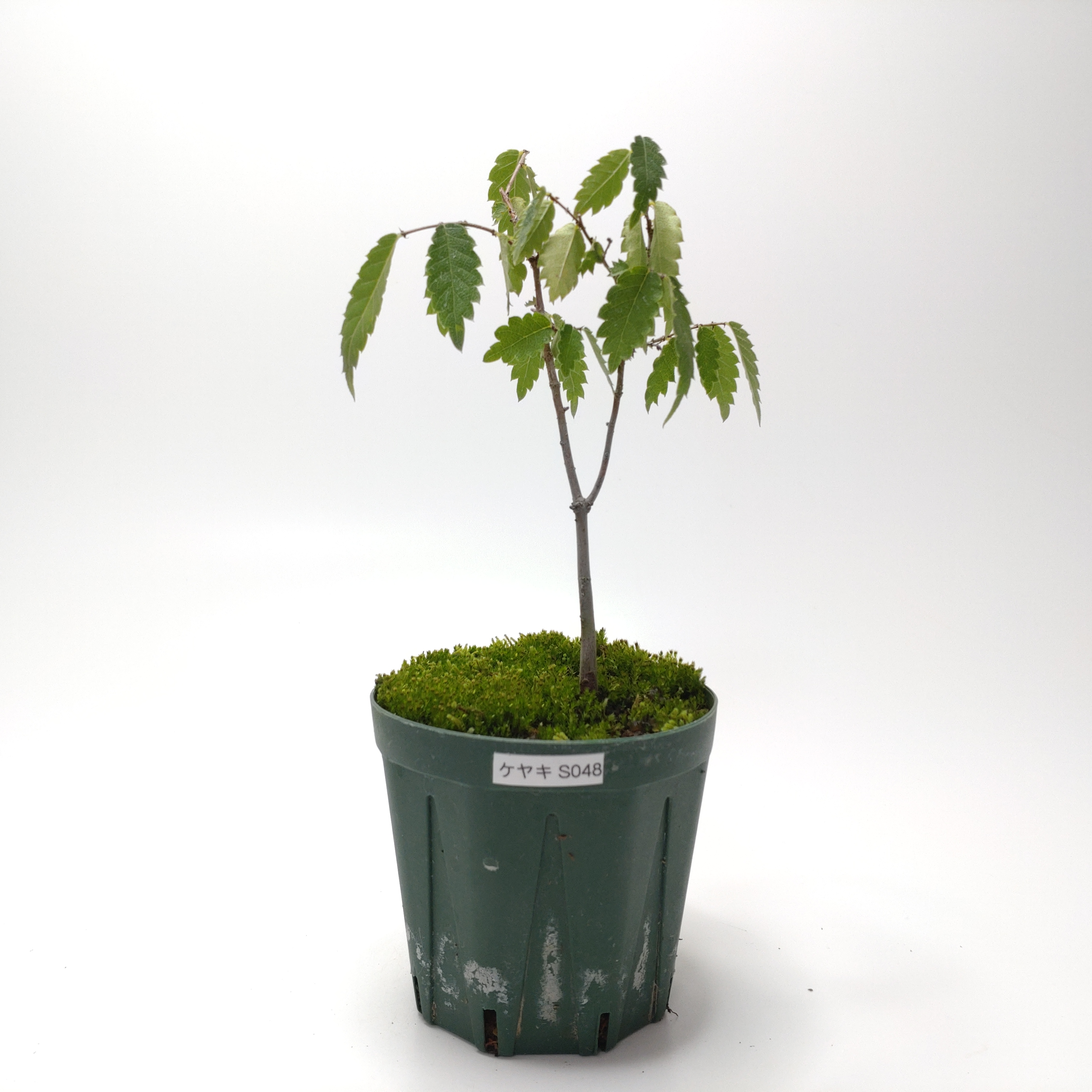 ケヤキ（欅）SS048