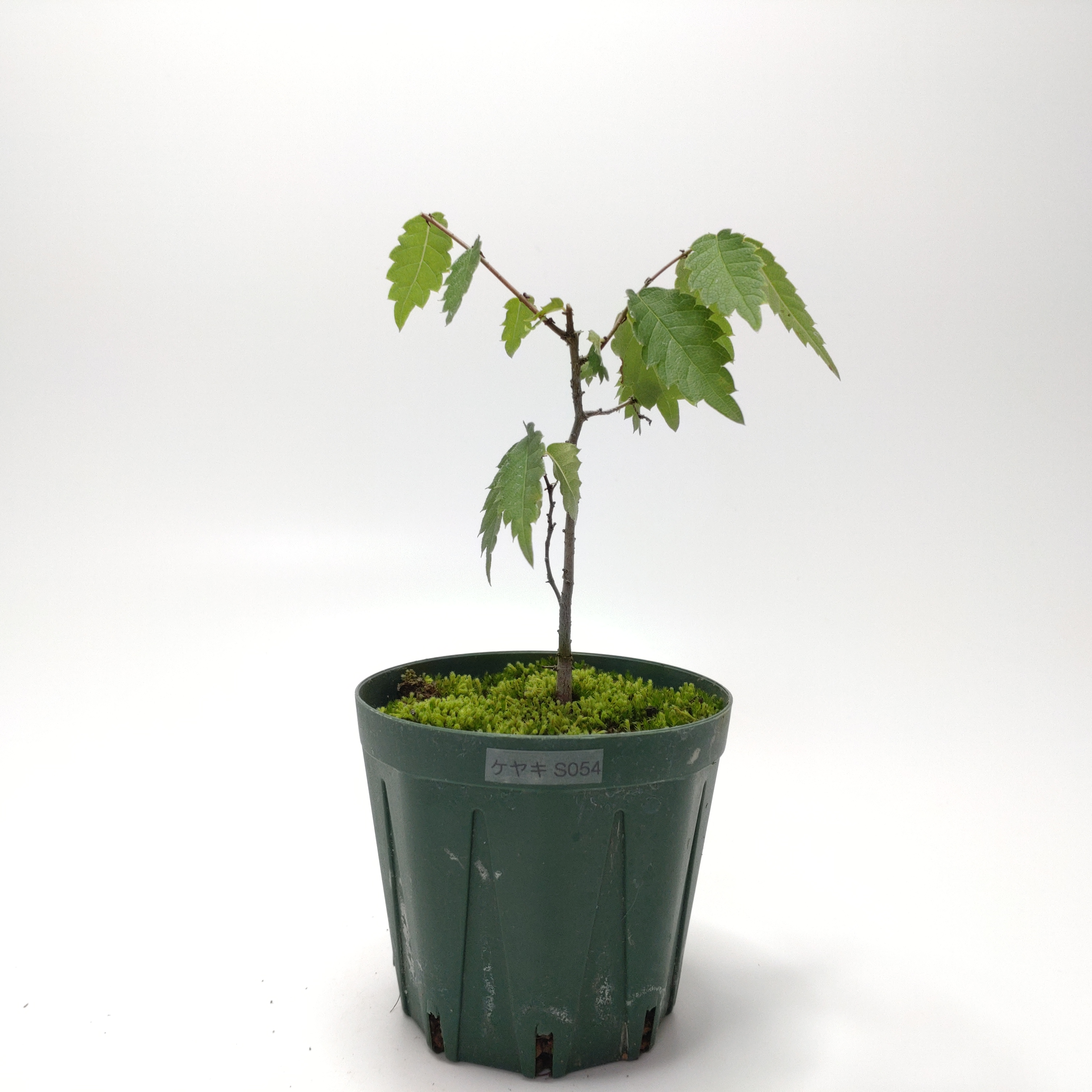 ケヤキ（欅）SS054