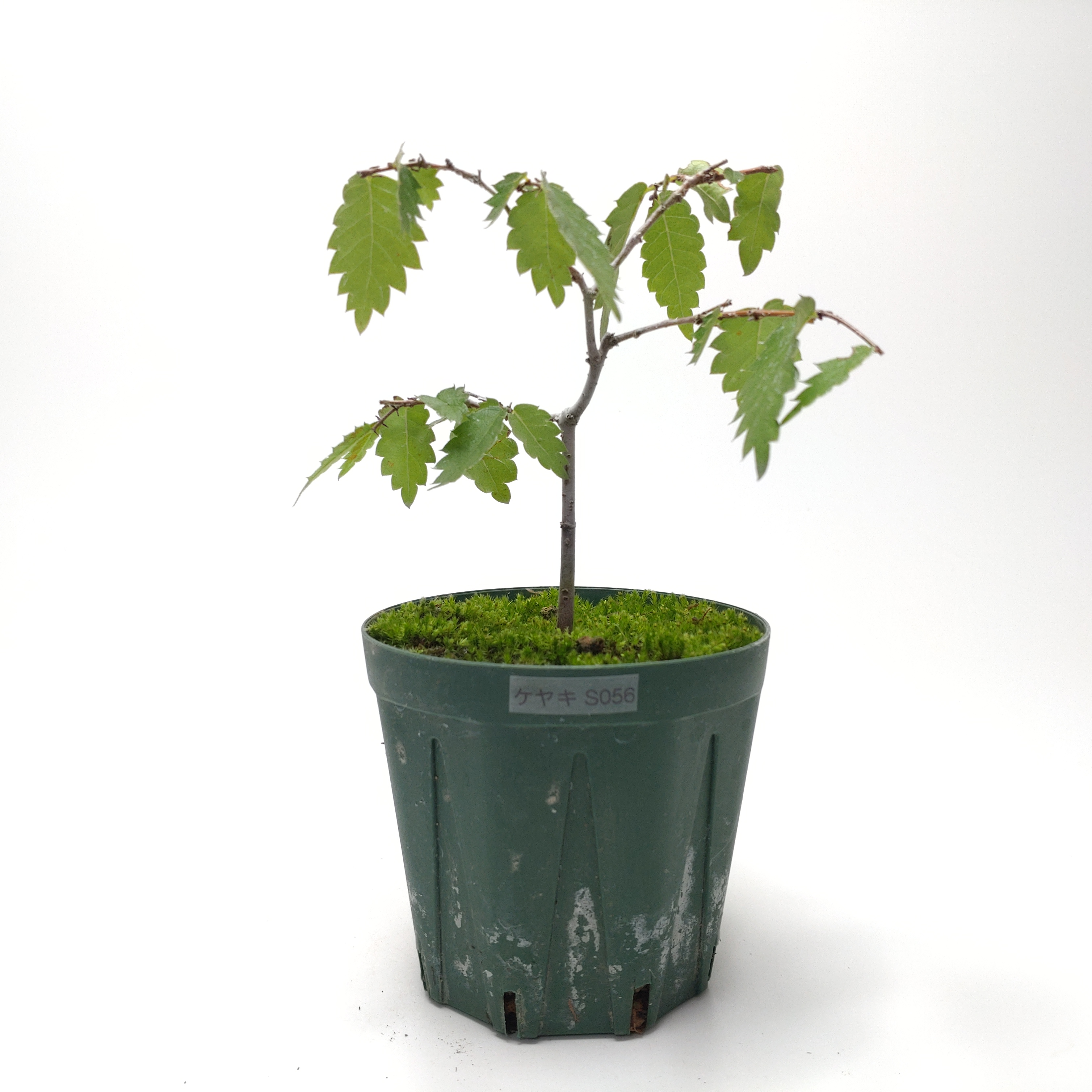 ケヤキ（欅）SS056