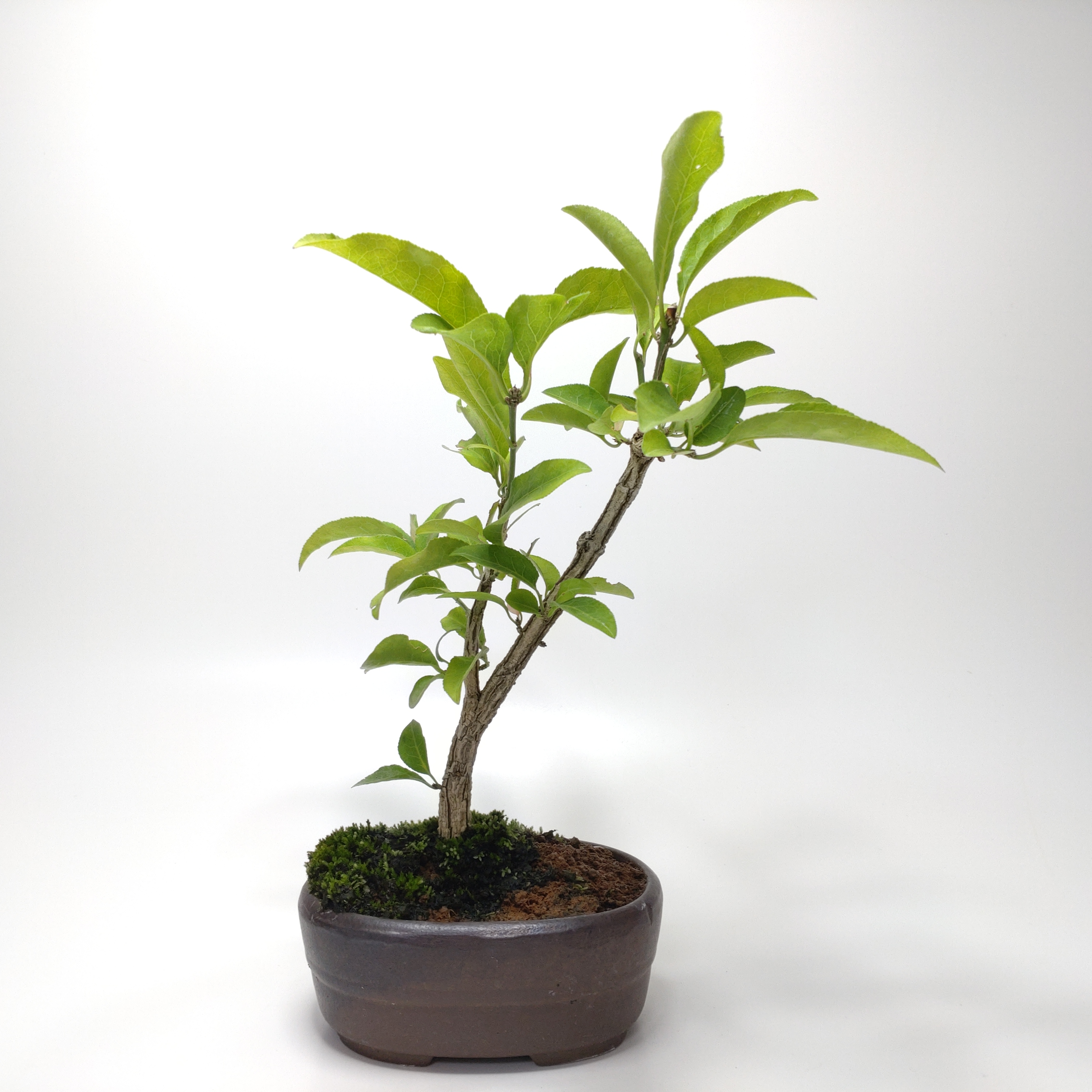 真弓（マユミ）盆栽 SS011