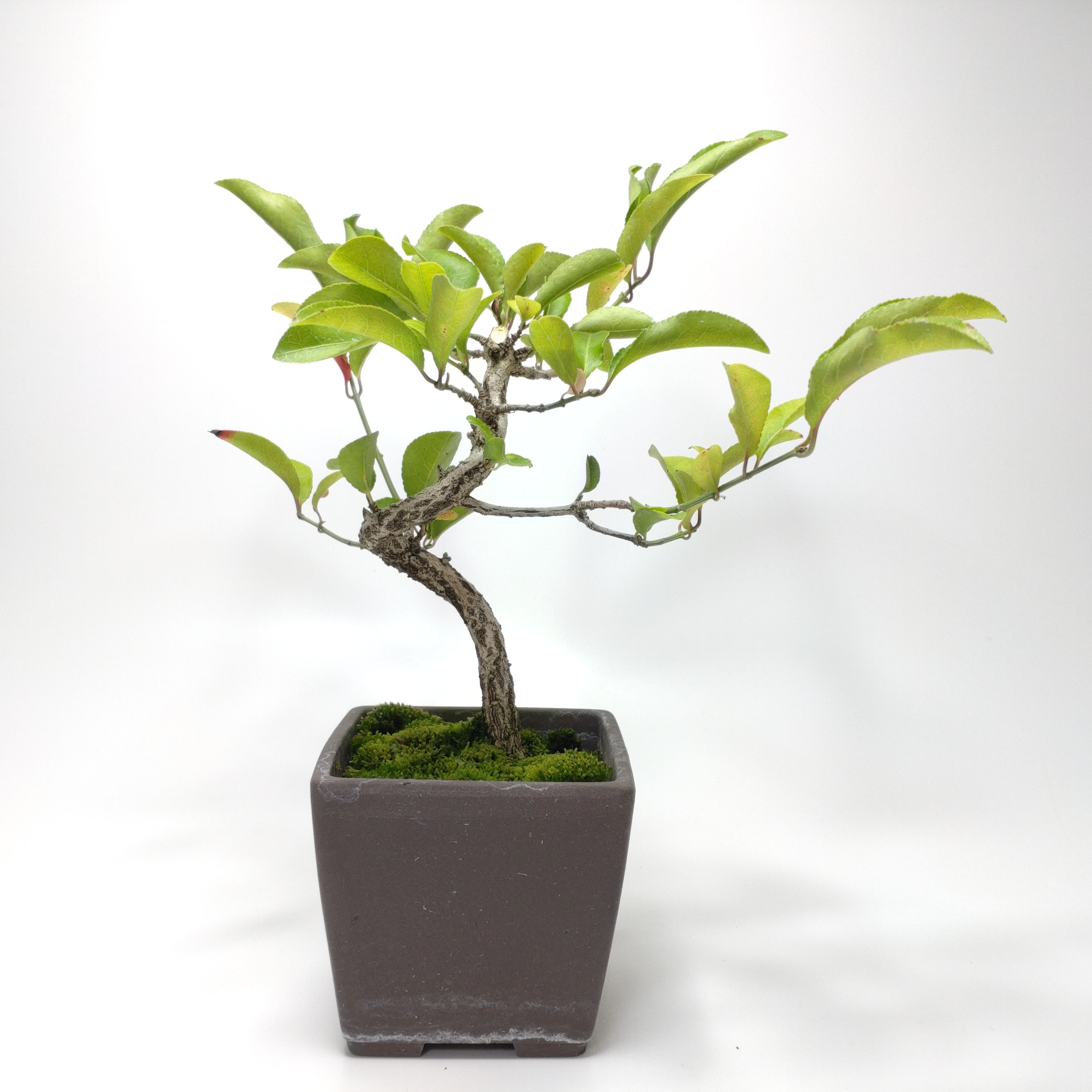 真弓（マユミ）盆栽 SS027