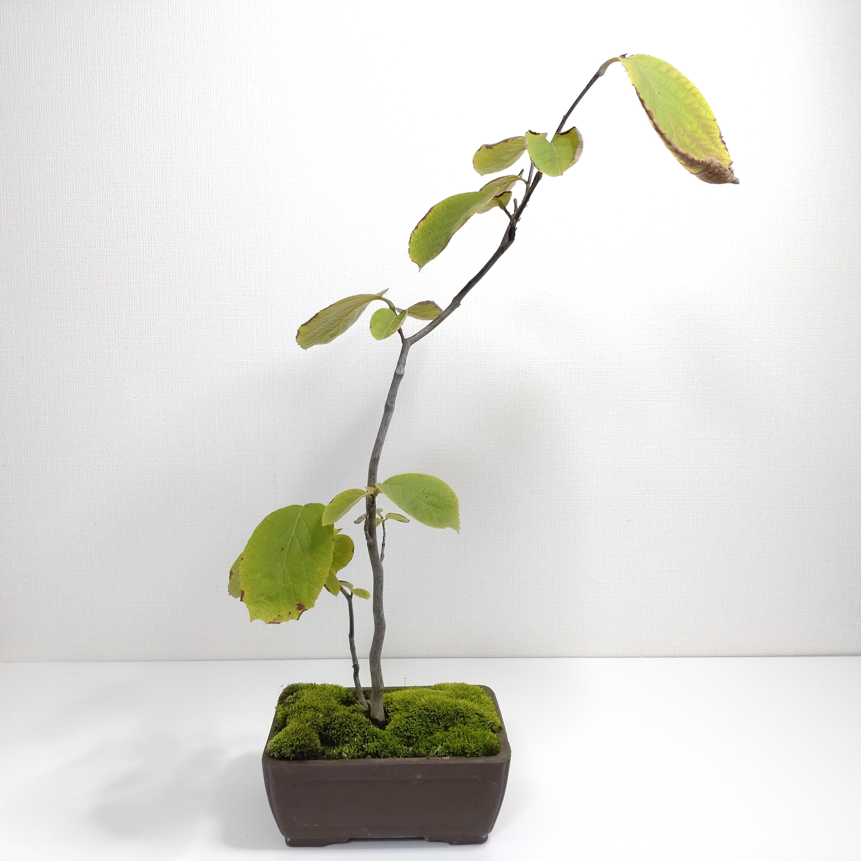 白雲木（ハクウンボク）盆栽 SS005