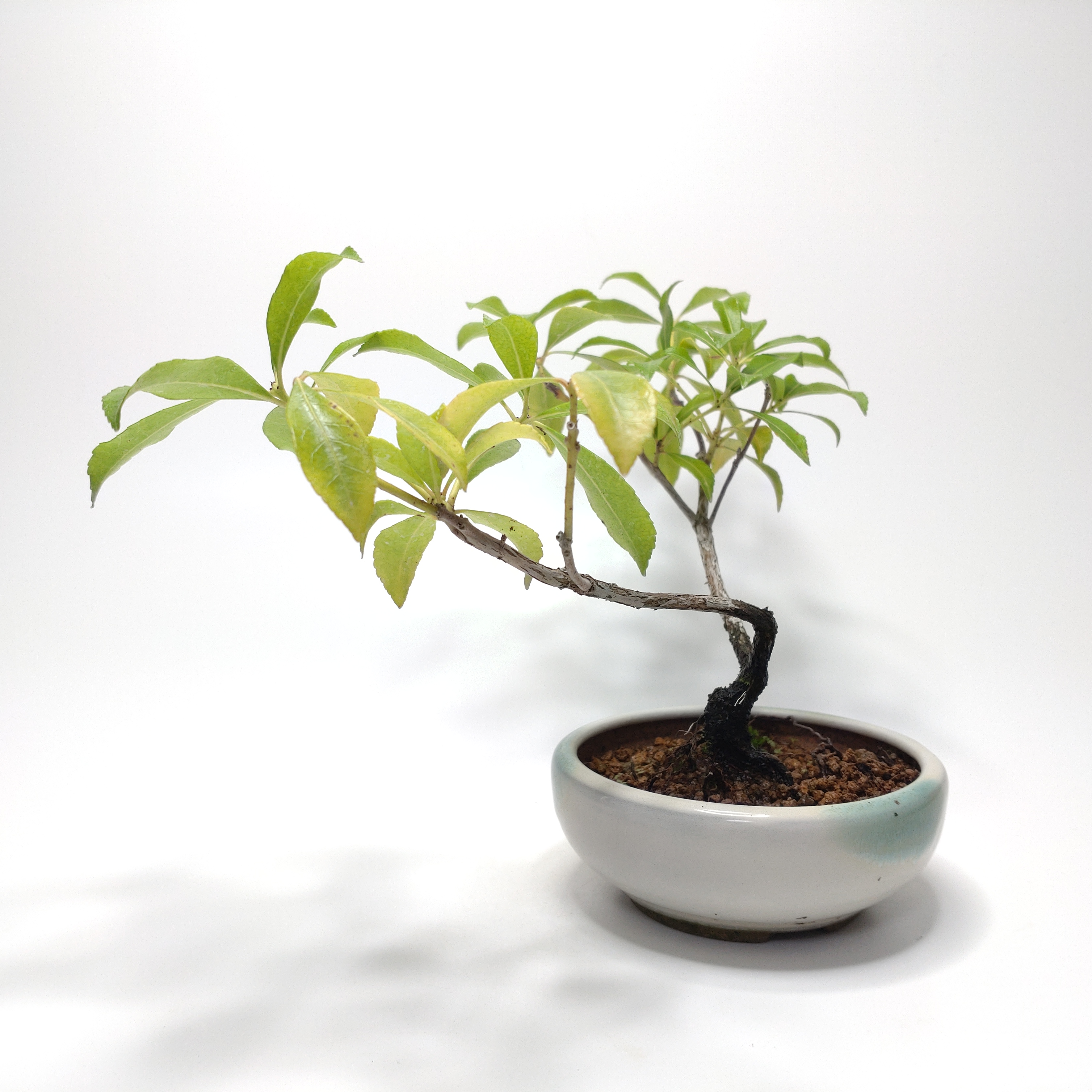 お盆特価！厳選アセビ。 盆栽創 / 馬酔木（アセビ）盆栽 SS014