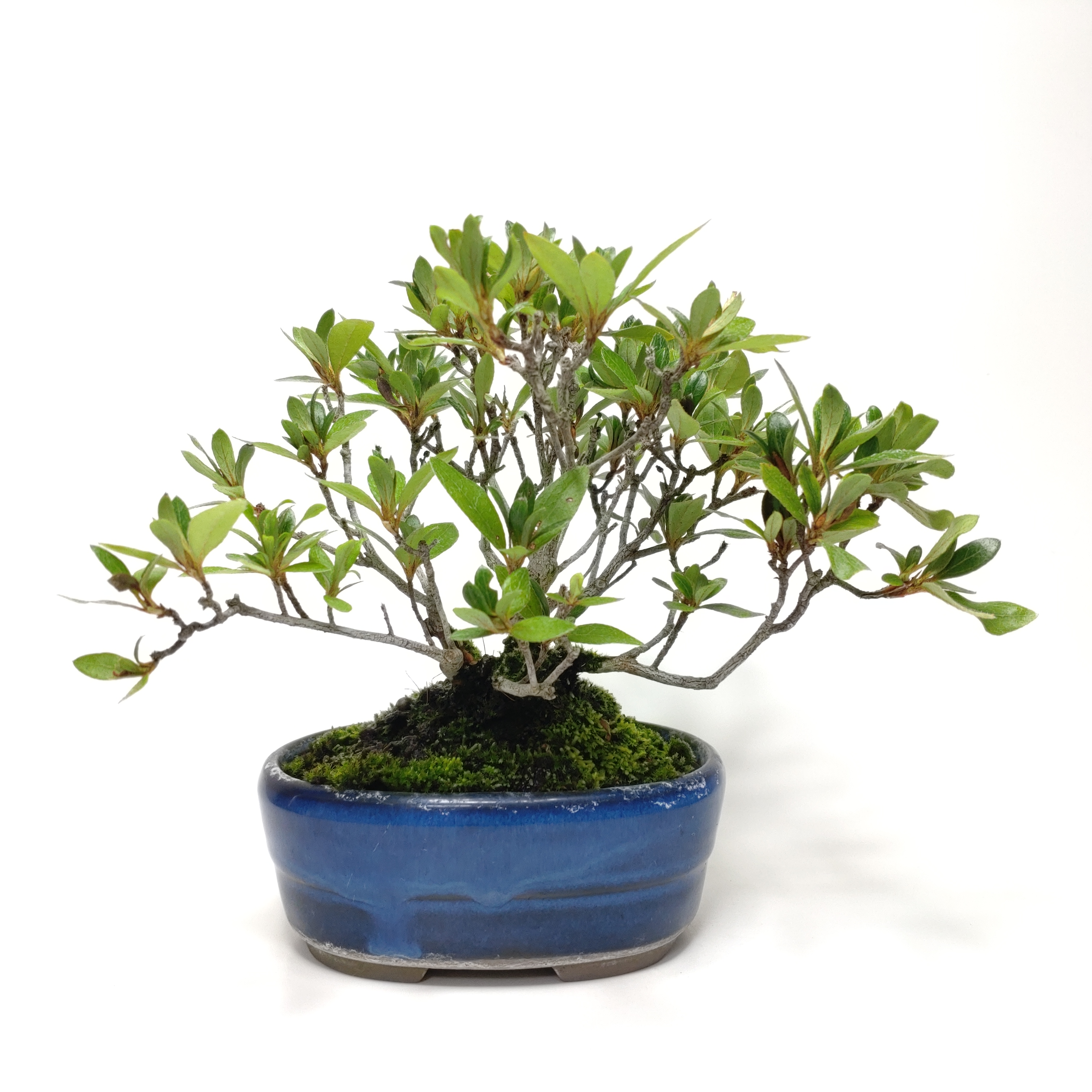 皐月（赤サツキ）盆栽 CS001