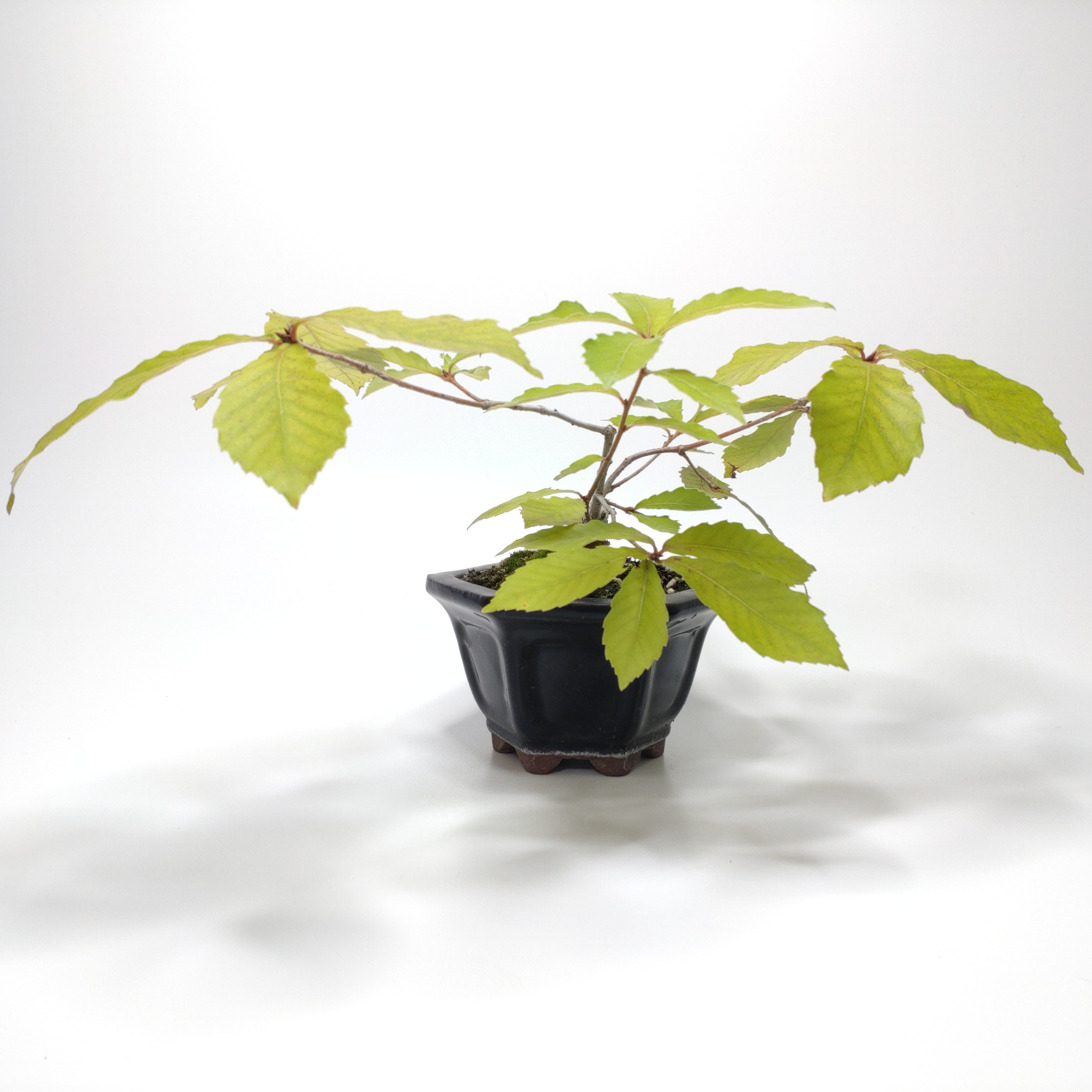 小楢（コナラ）盆栽 SS005