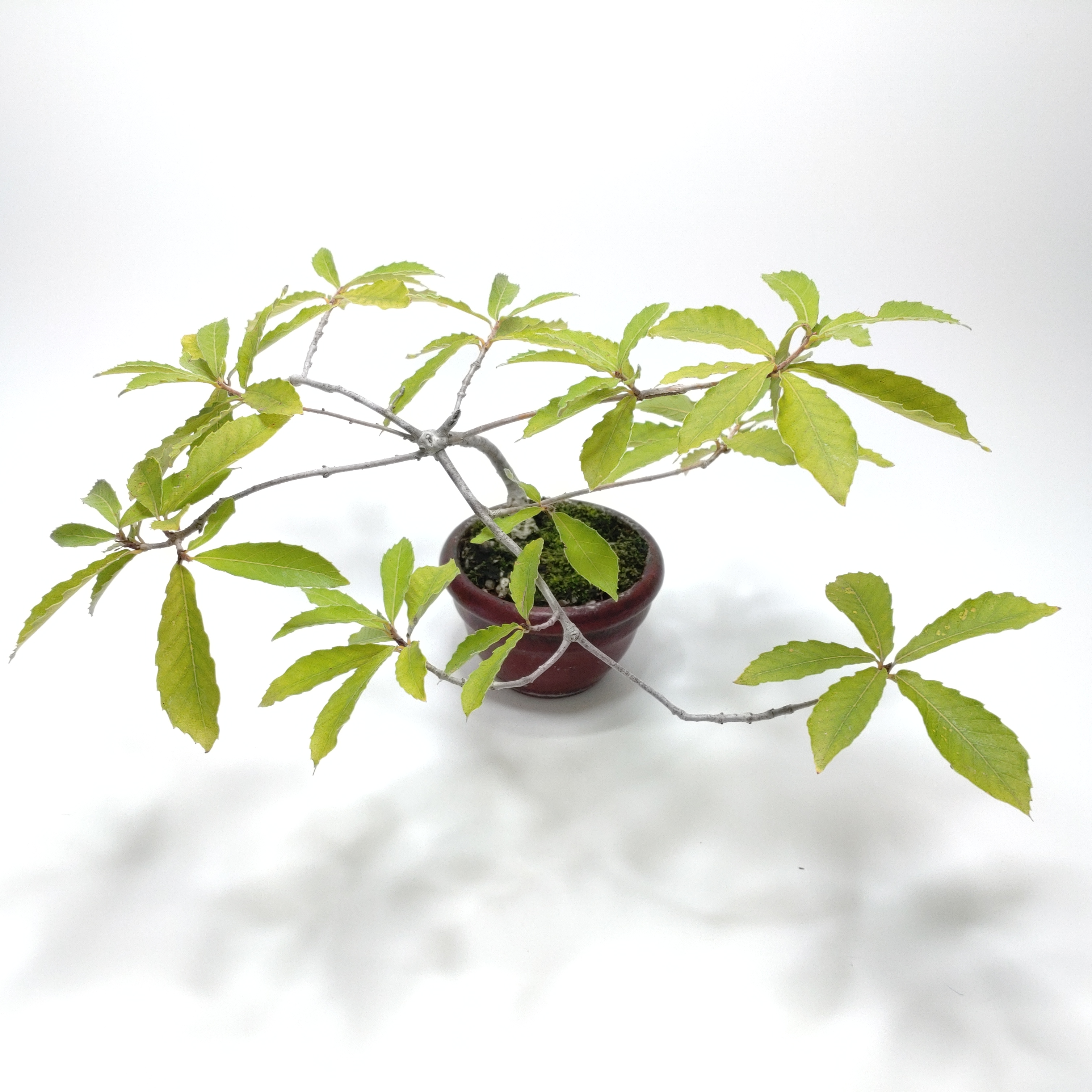 小楢（コナラ）盆栽 SS006