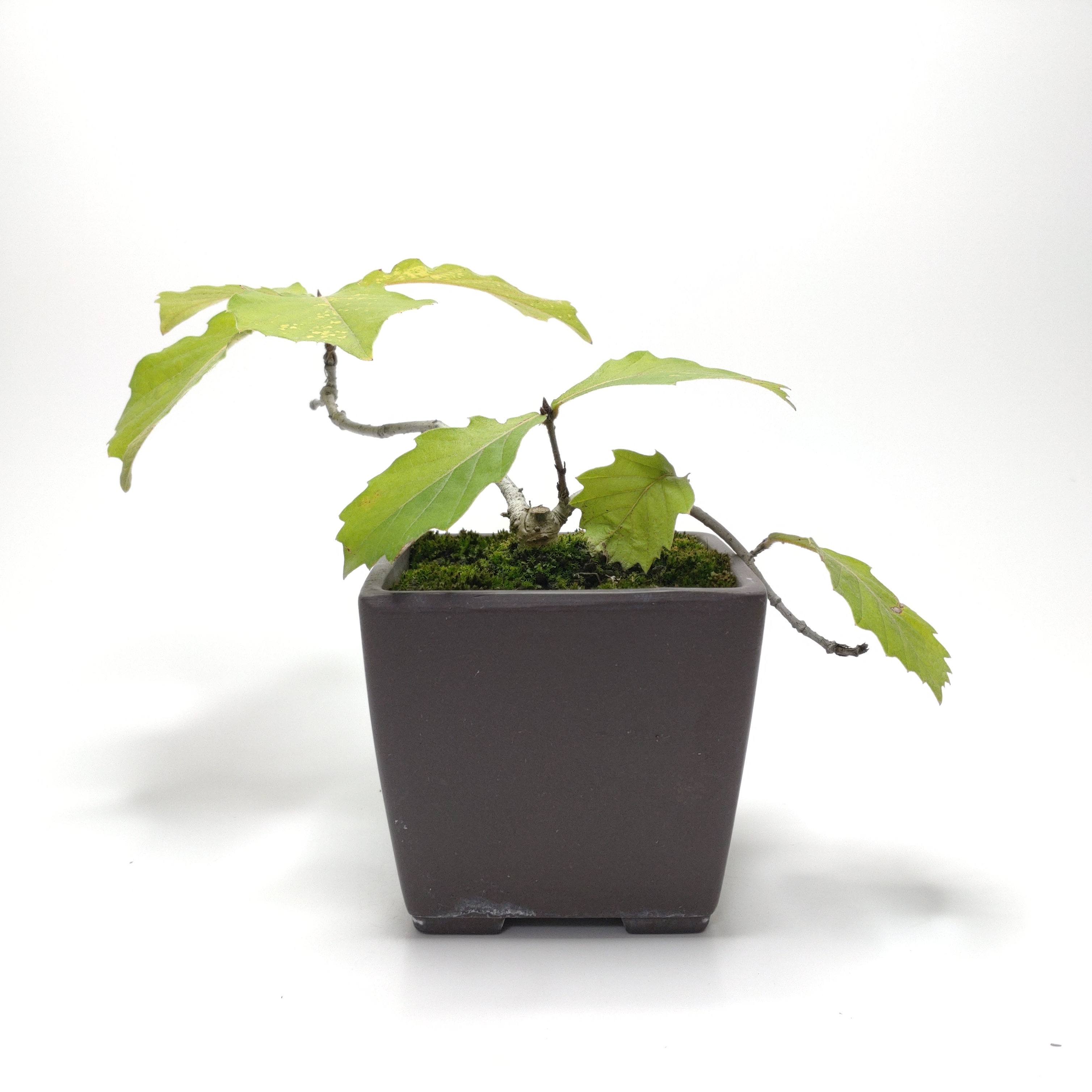 小楢（コナラ）盆栽 SS013