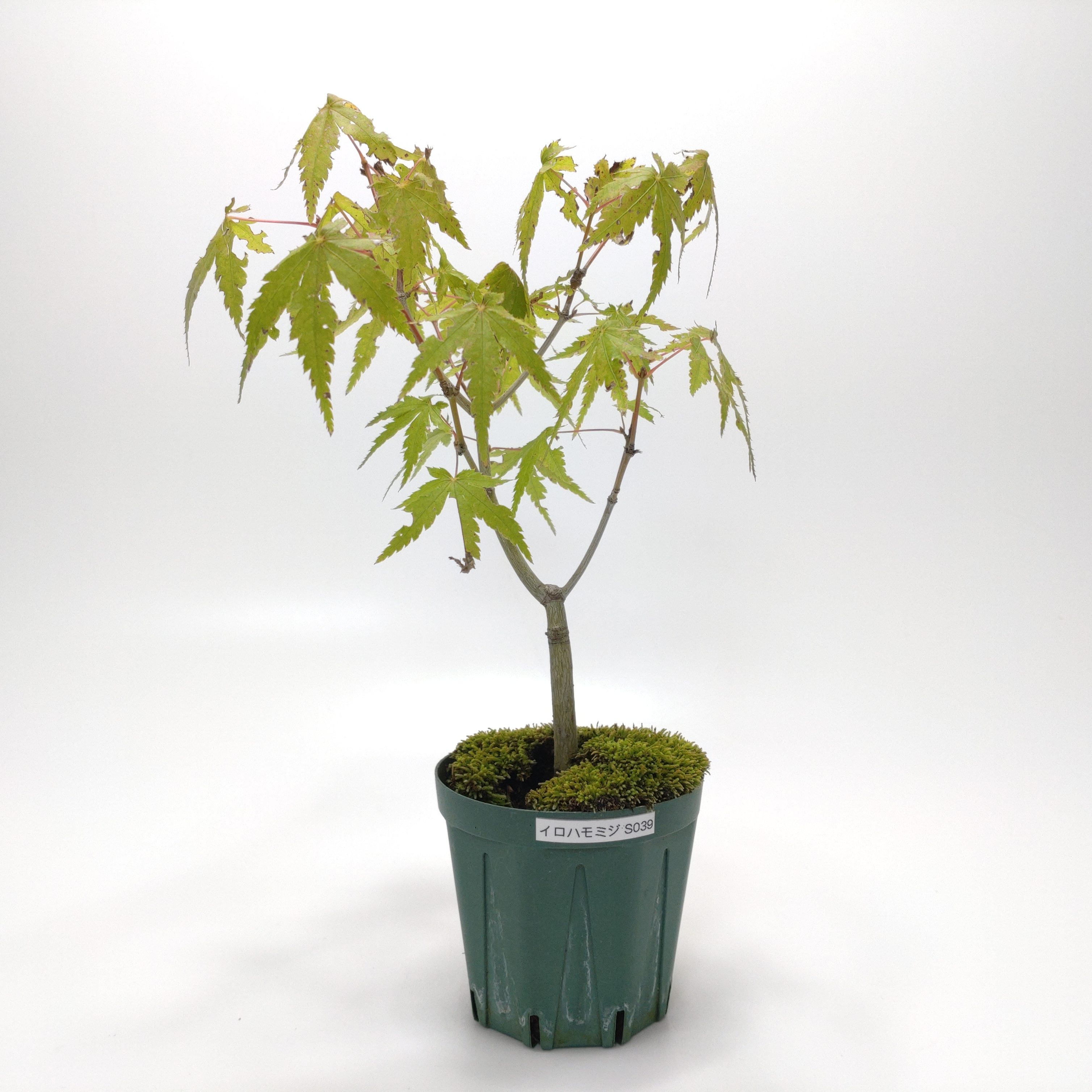 イロハモミジ（紅葉）SS039