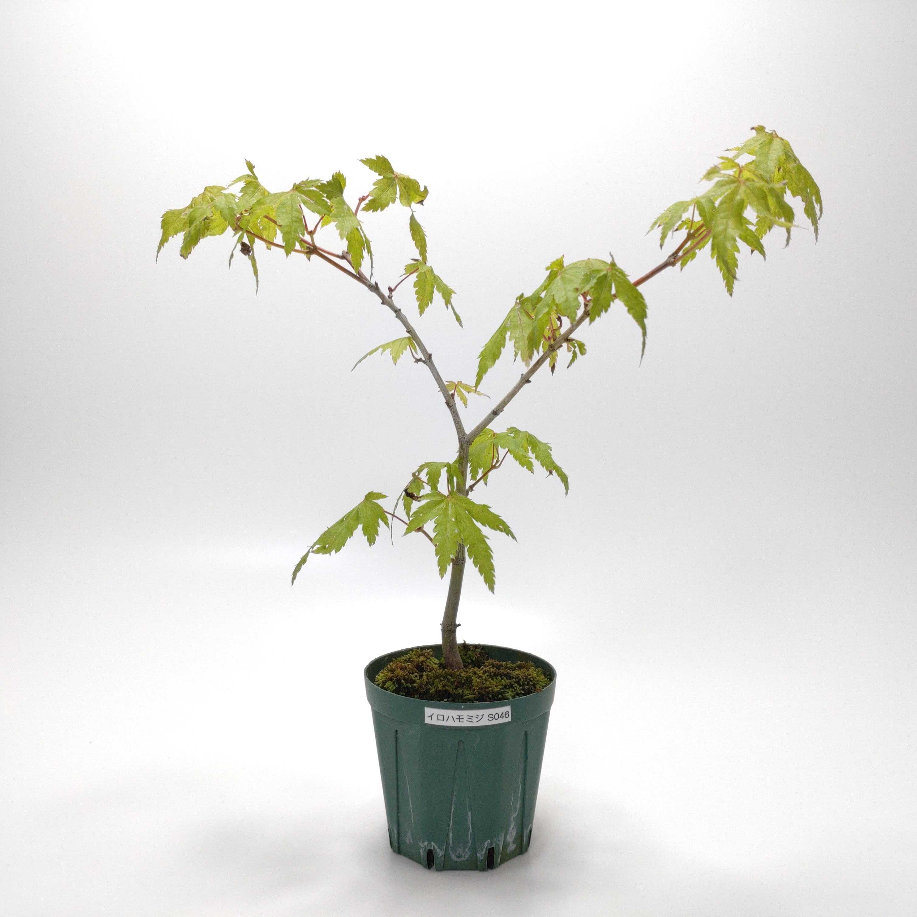 イロハモミジ（紅葉）SS046