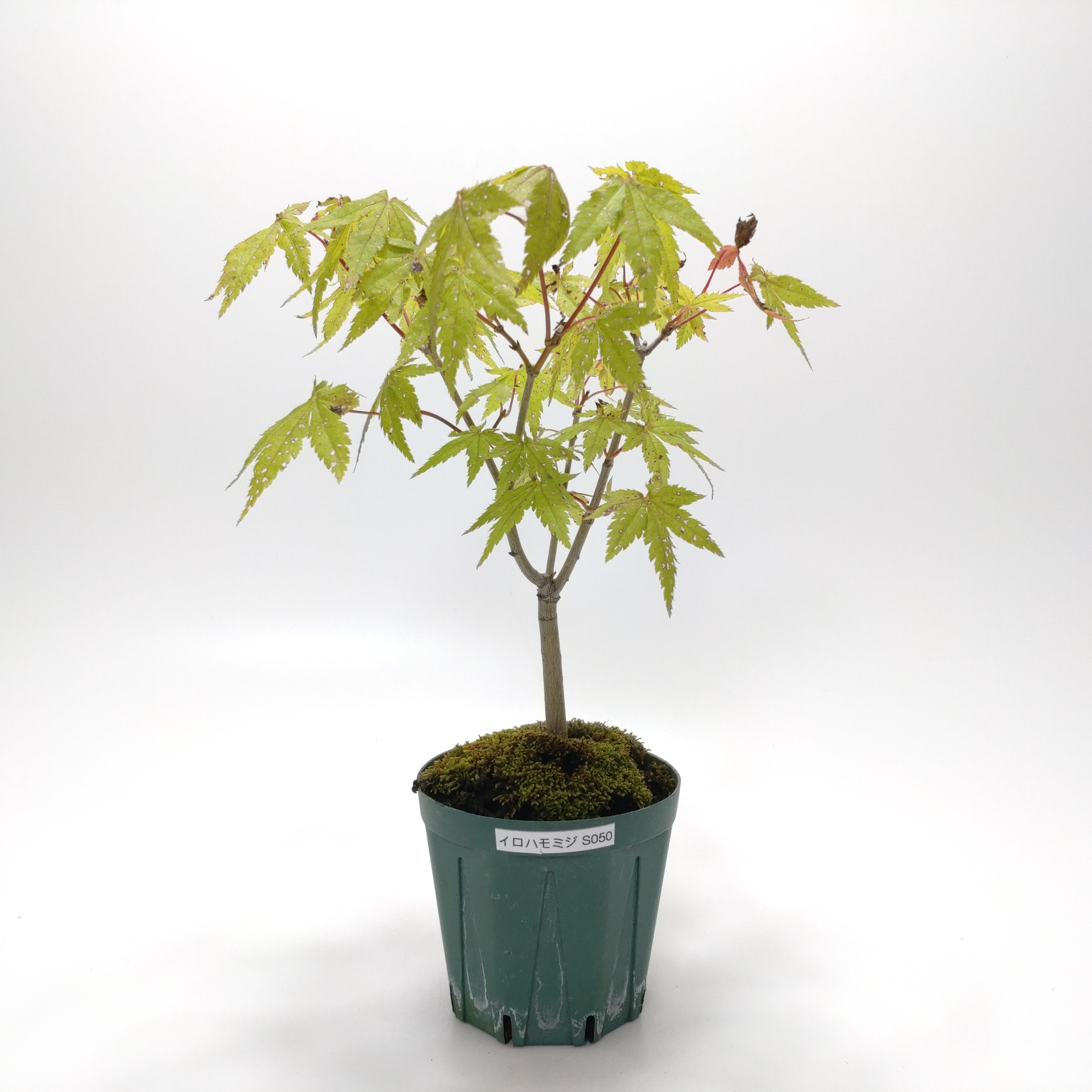 イロハモミジ（紅葉）SS050