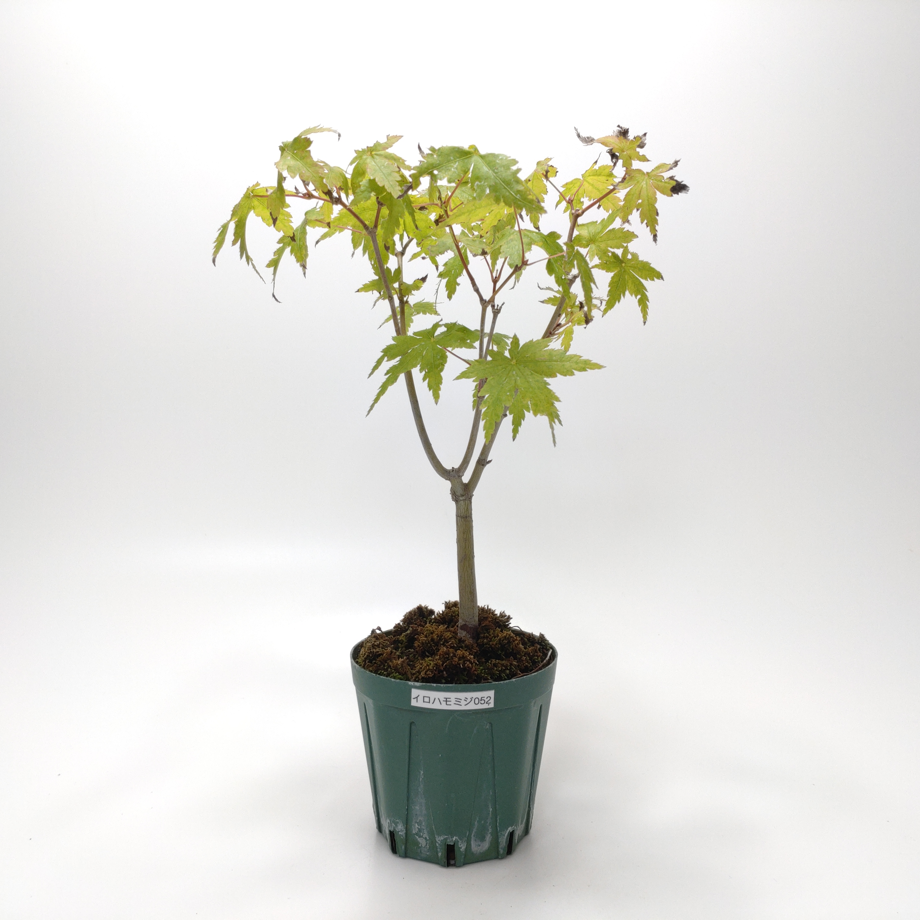 イロハモミジ（紅葉）SS052
