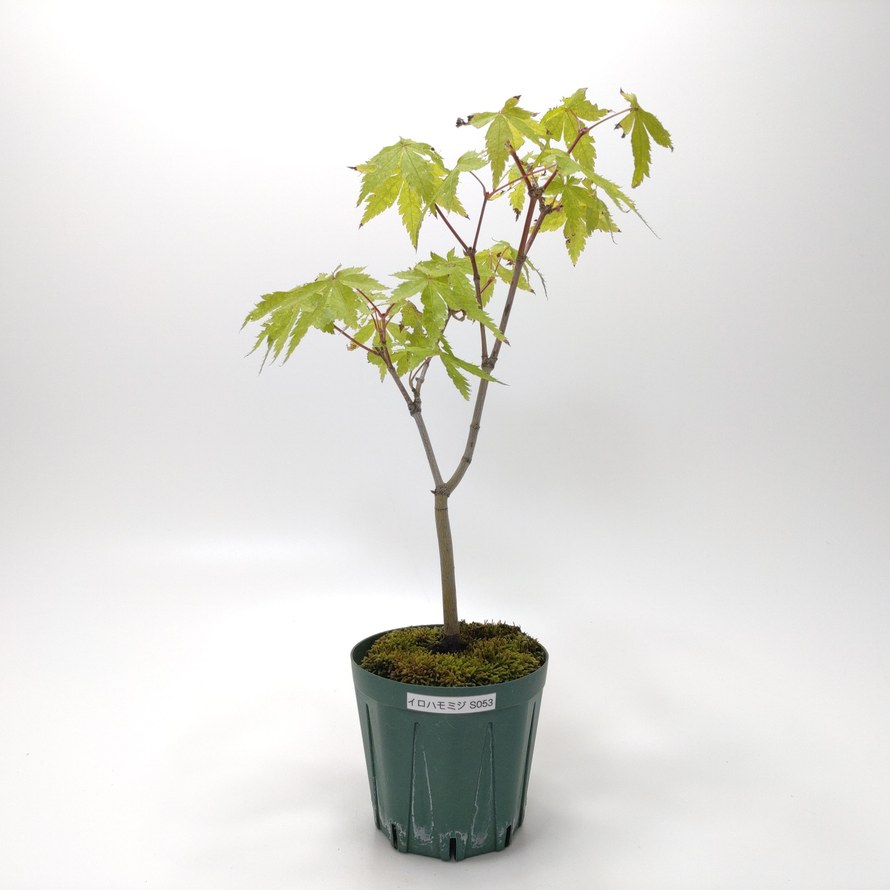 イロハモミジ（紅葉）SS053