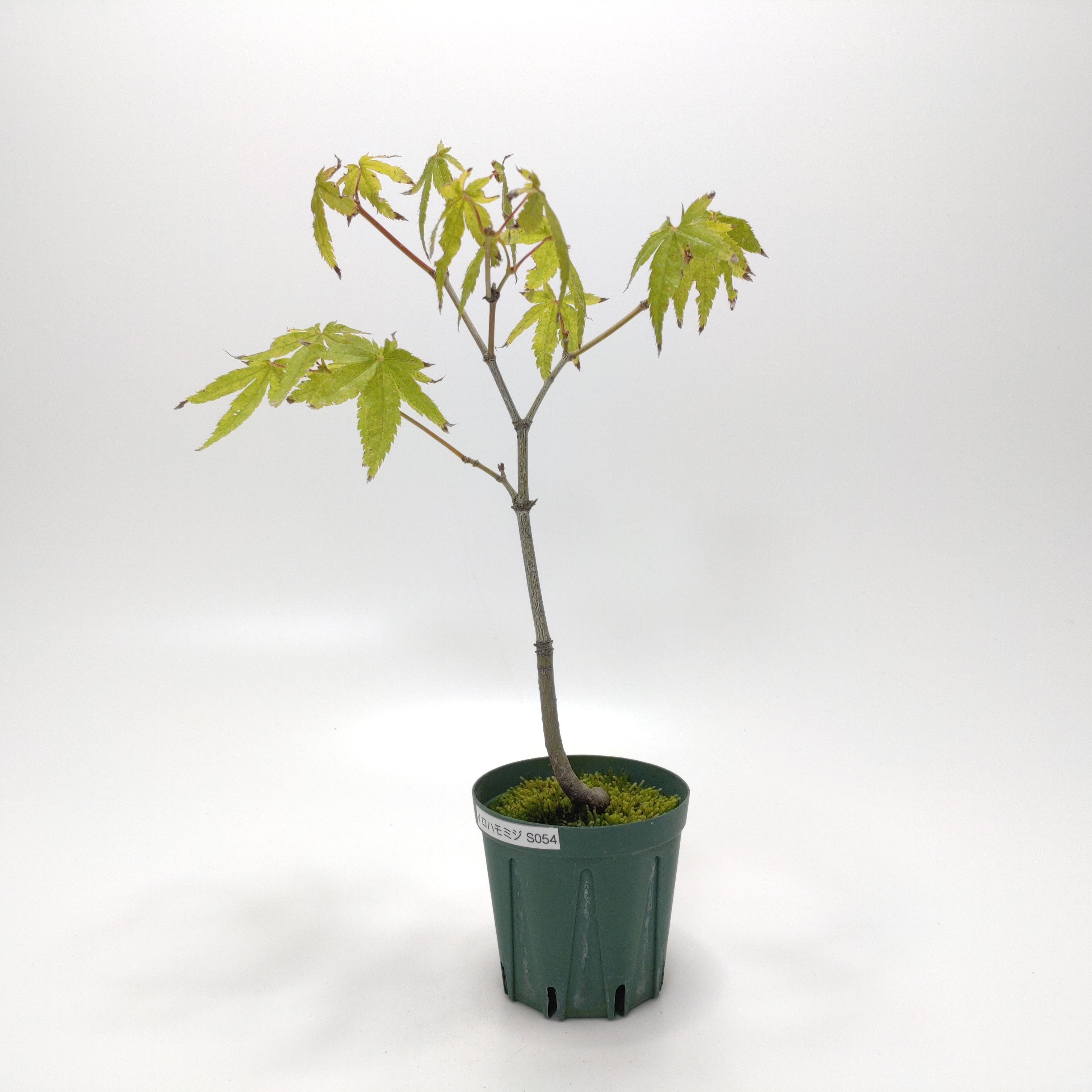 イロハモミジ（紅葉）SS054