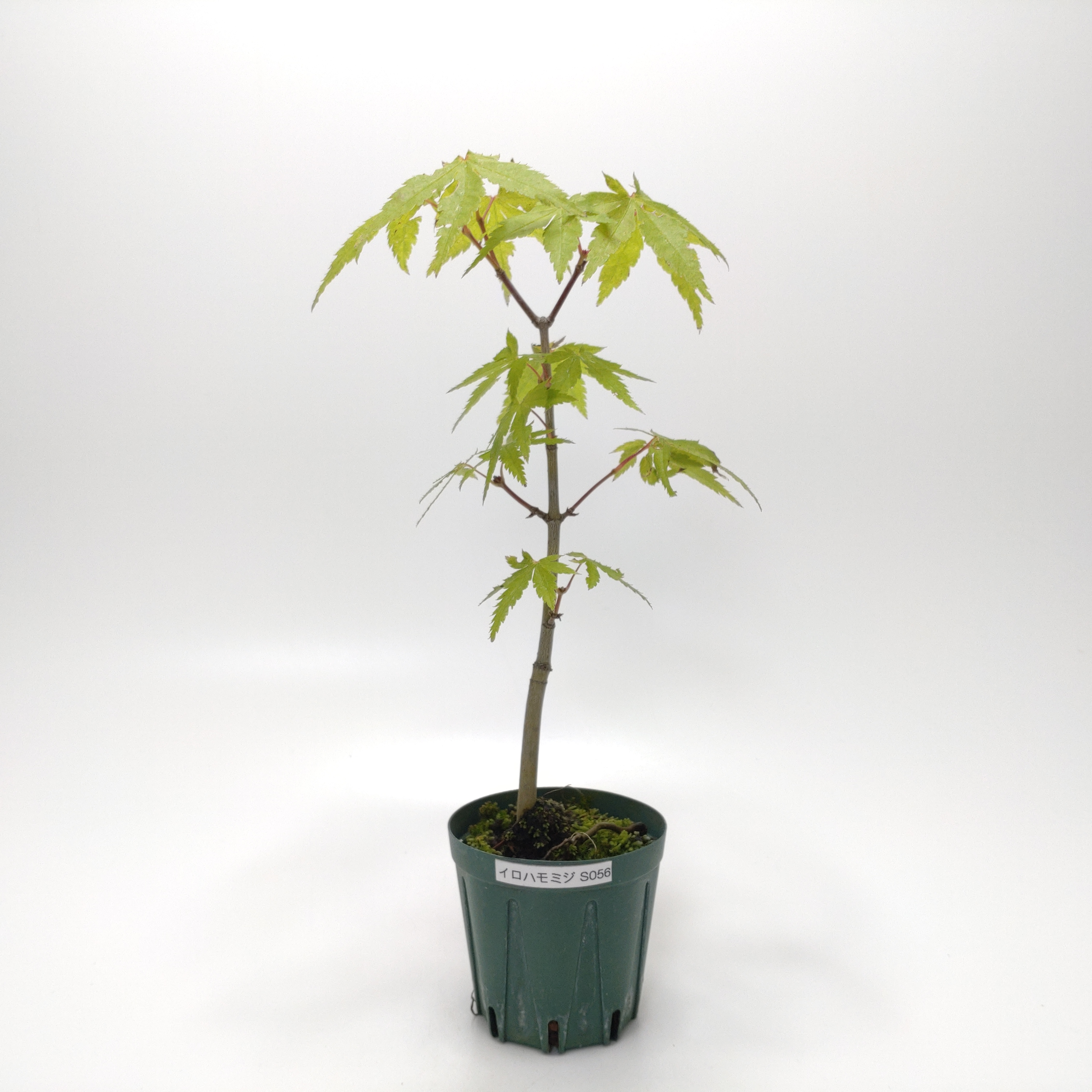 イロハモミジ（紅葉）SS056