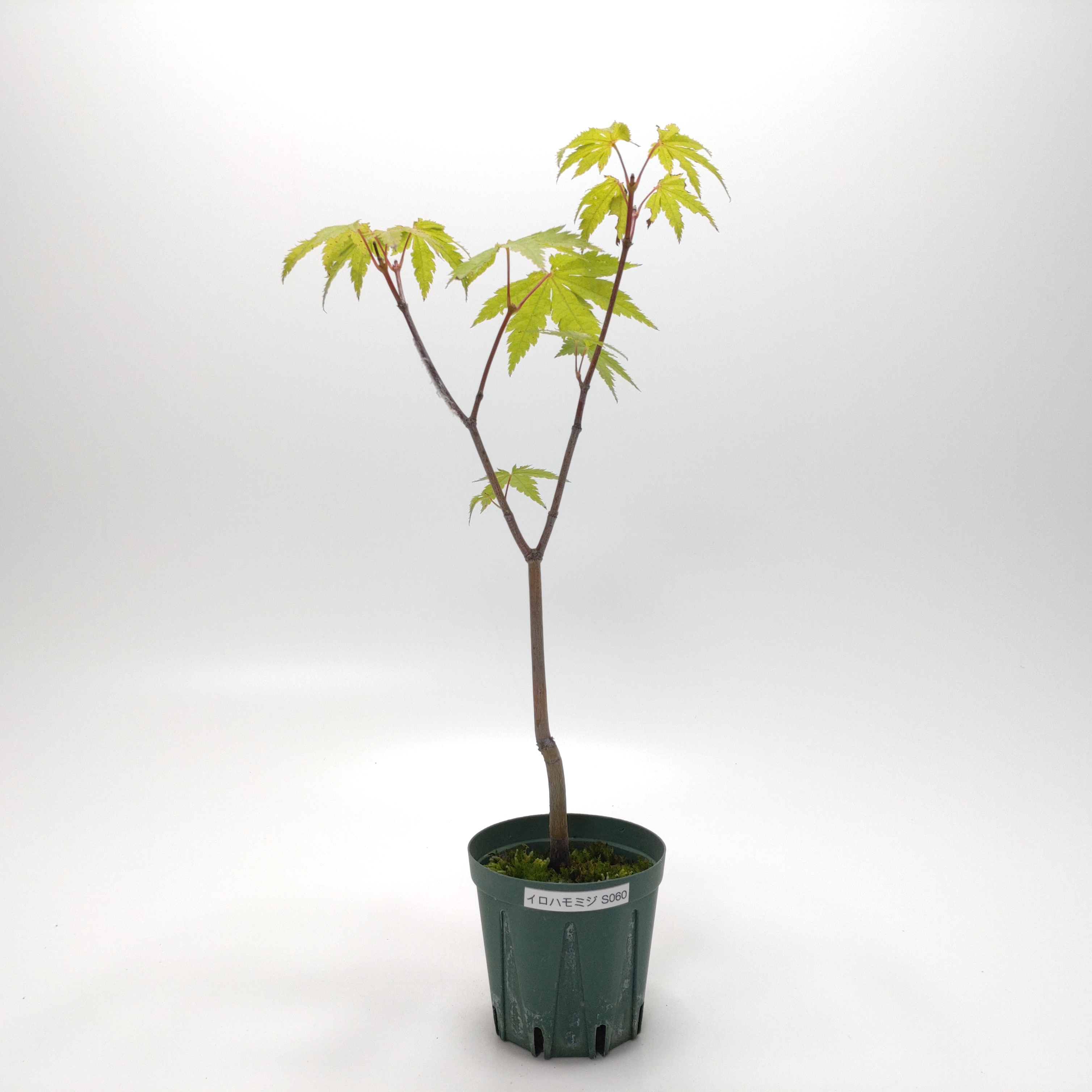 イロハモミジ（紅葉）SS060