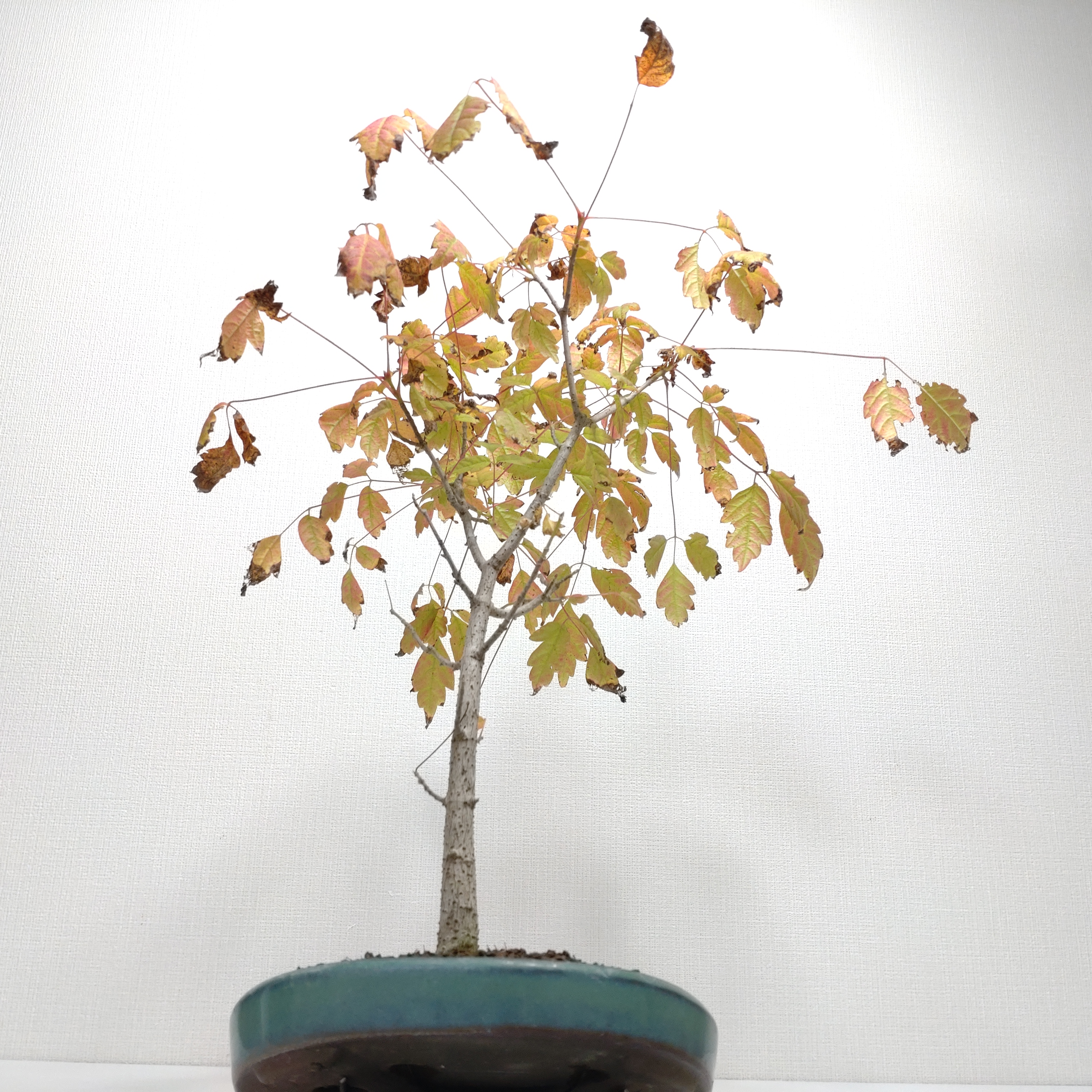 盆栽創 / 三手楓（ミツデカエデ）盆栽 SS002