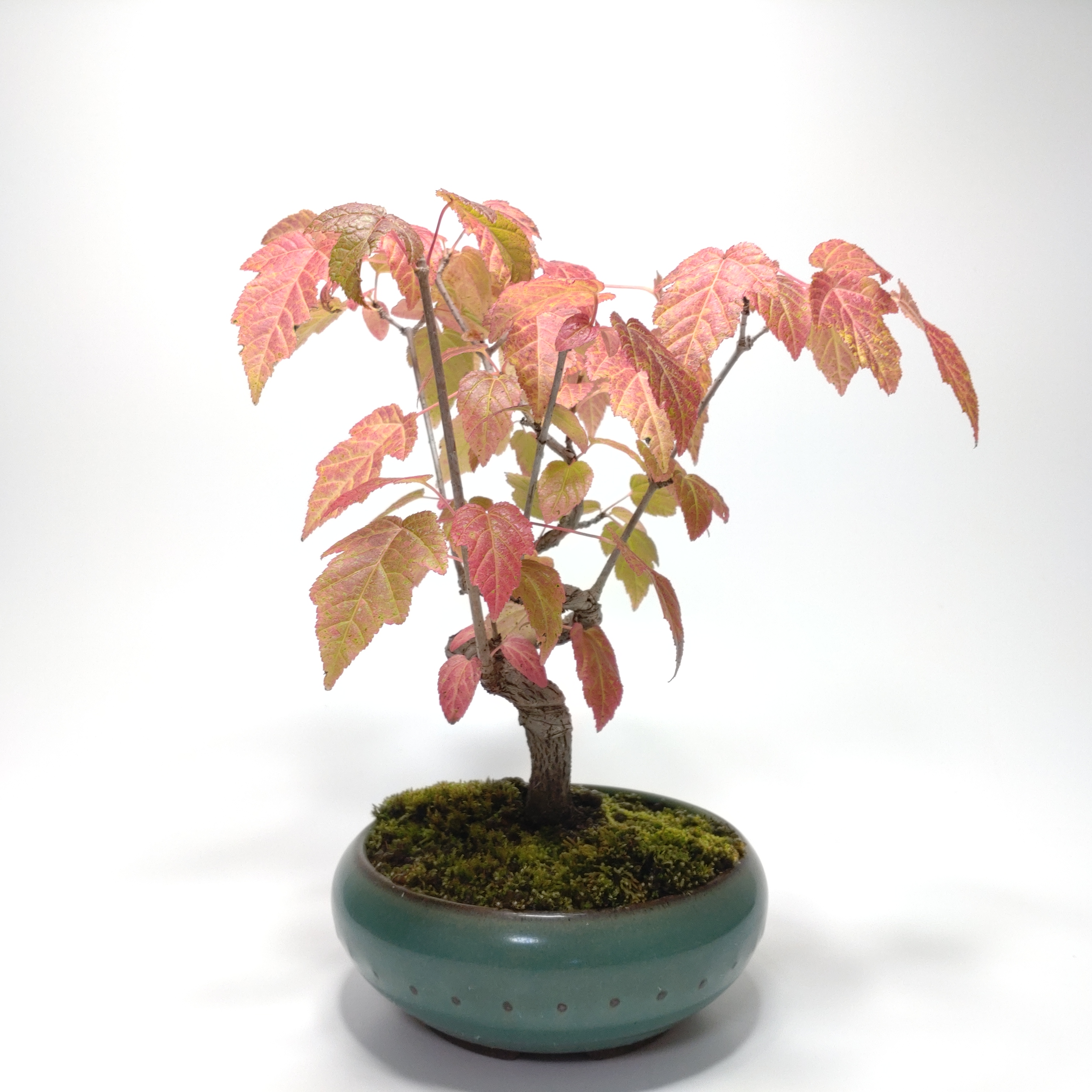 鹿子木楓（カラコギカエデ）盆栽 SS003