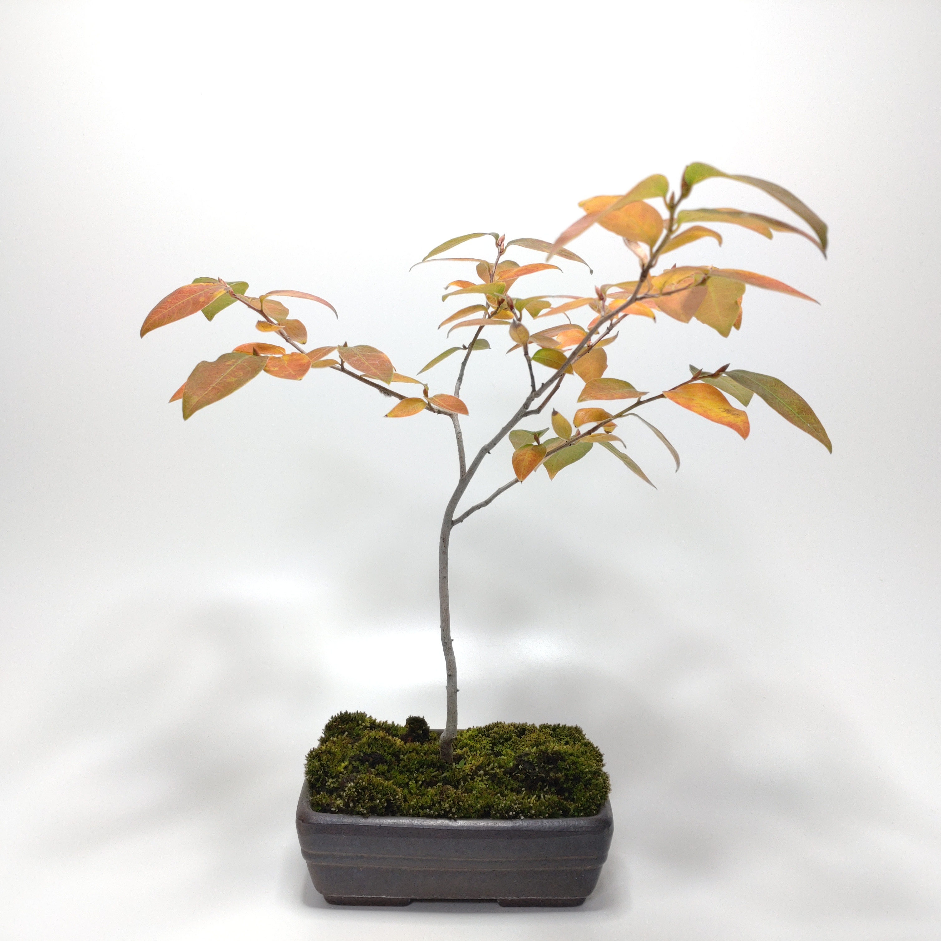 ヤマコウバシ盆栽 SS013