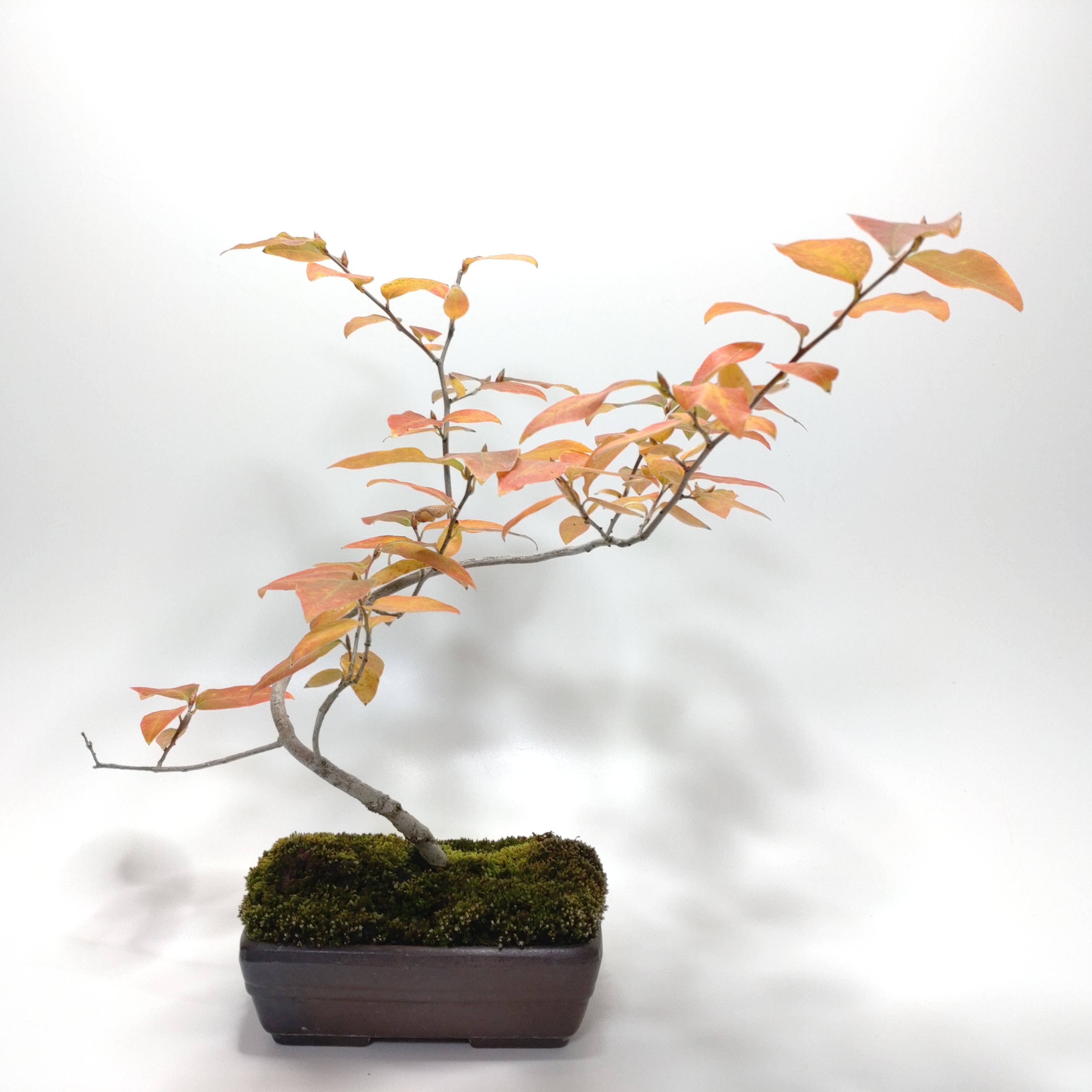 ヤマコウバシ盆栽 SS014