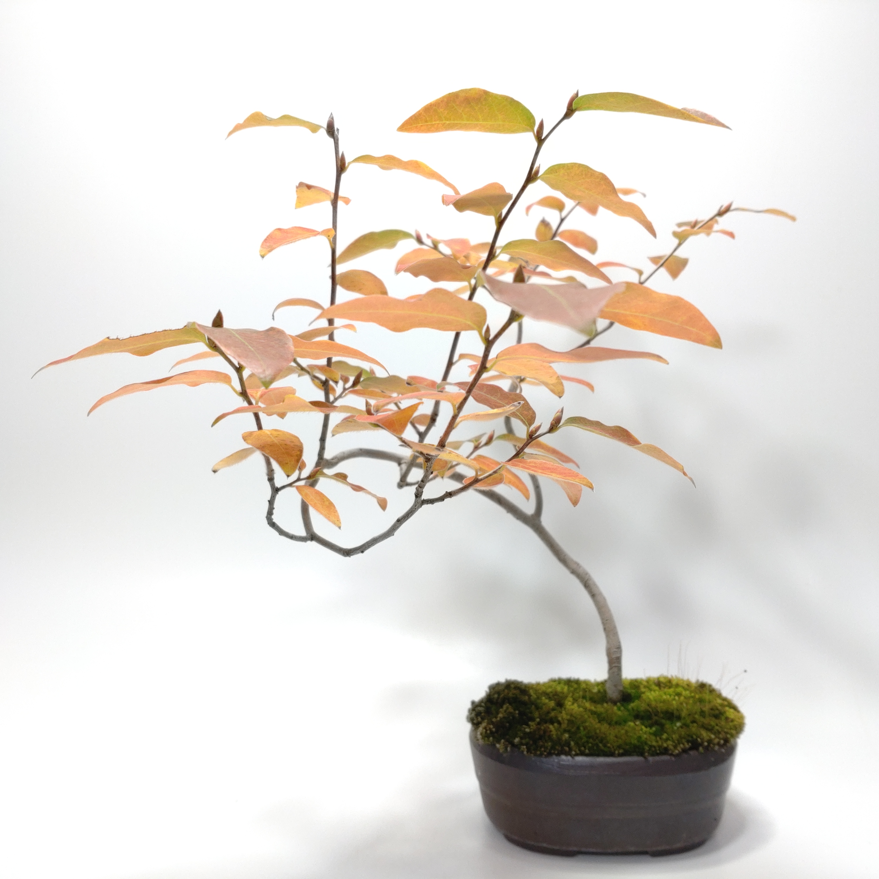 ヤマコウバシ盆栽 SS016