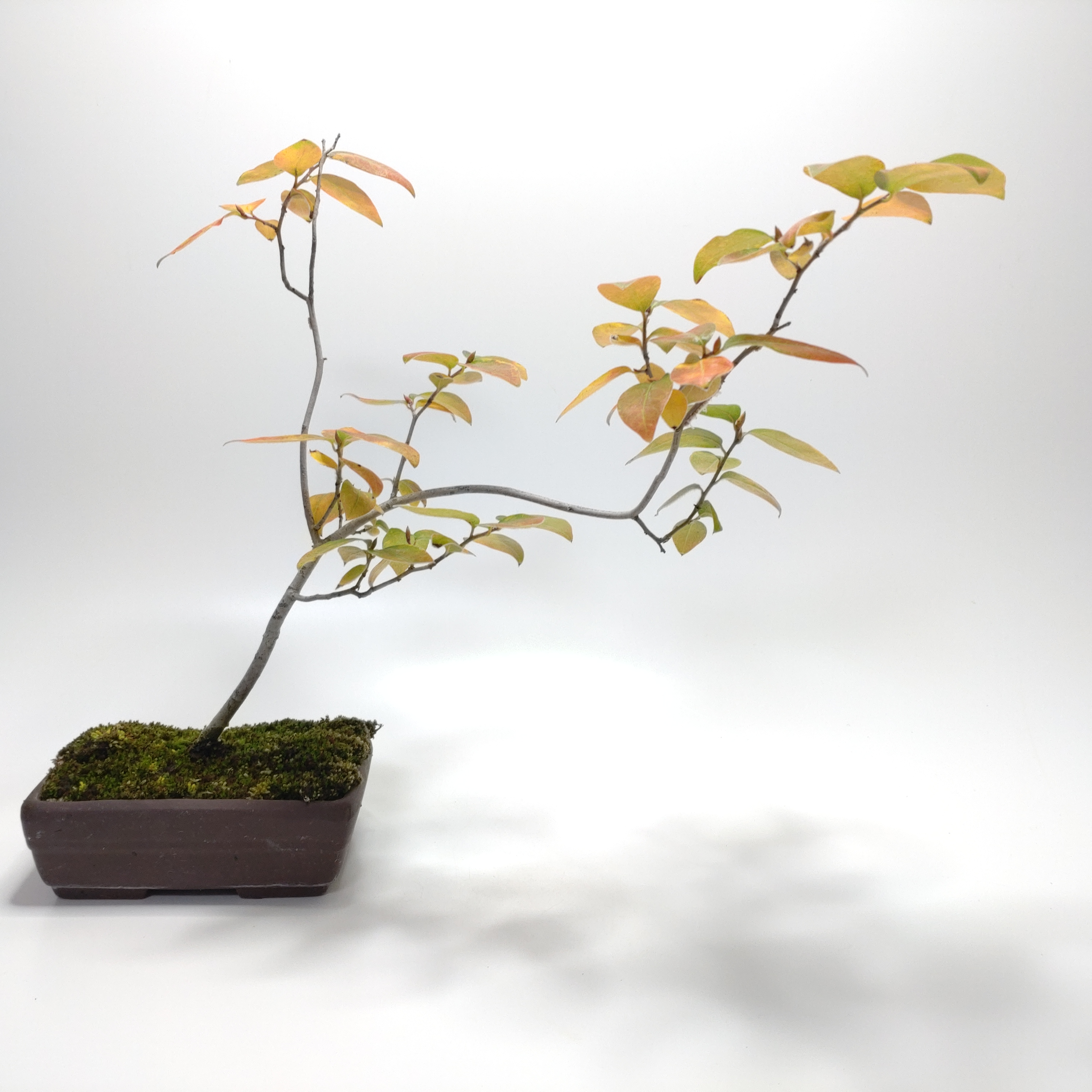 ヤマコウバシ盆栽 SS017