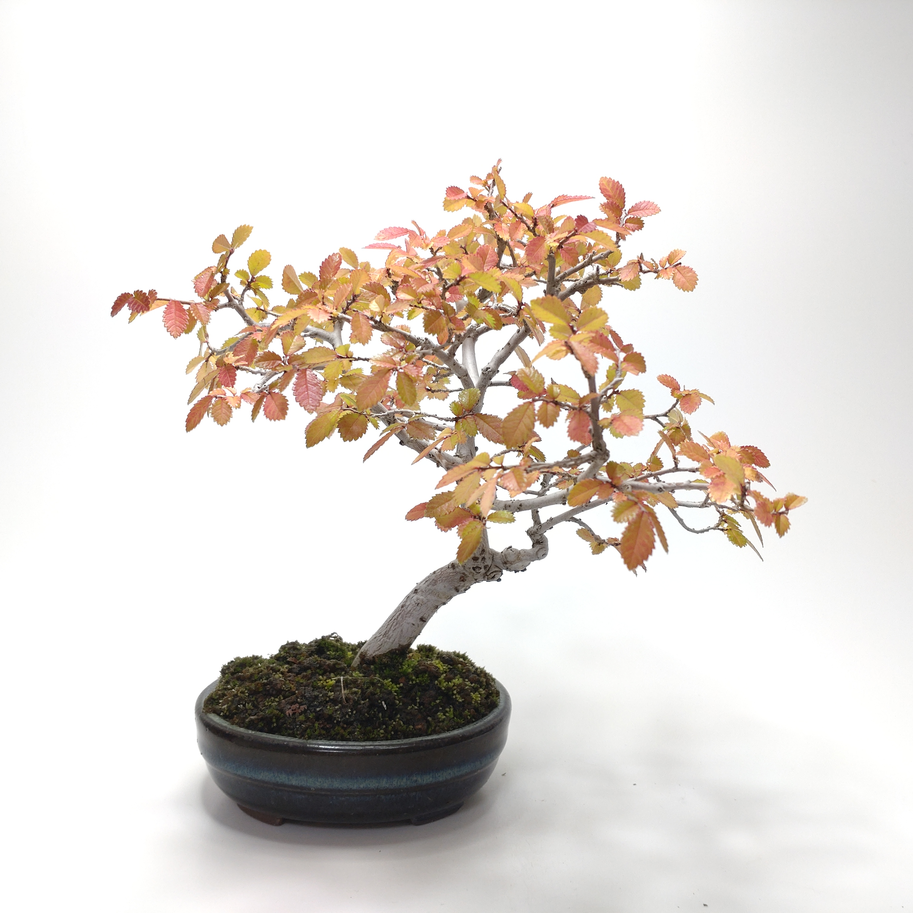 盆栽創 / 楡欅（ニレケヤキ）盆栽 SS016