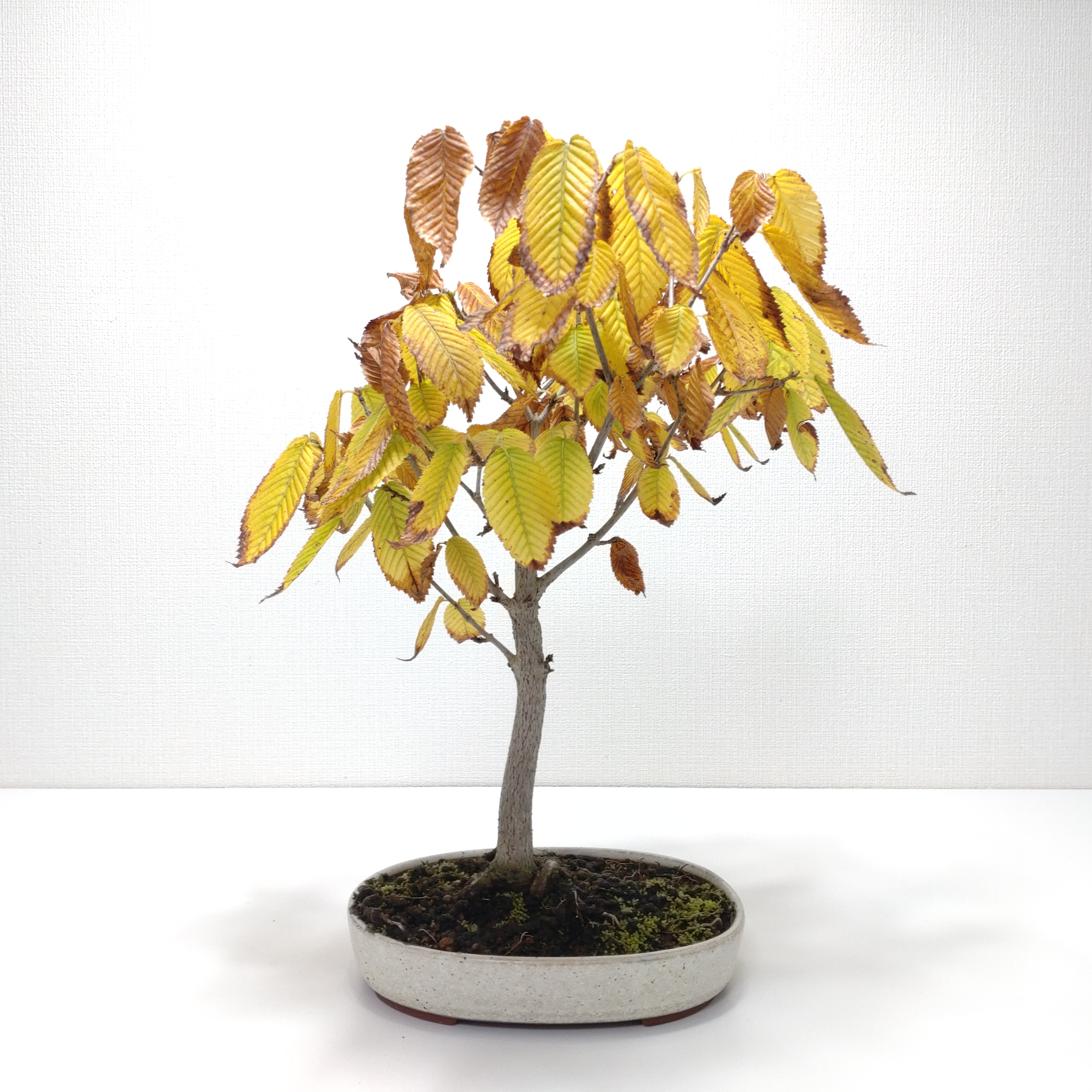 山柴楓（ヤマシバカエデ）盆栽 SS008