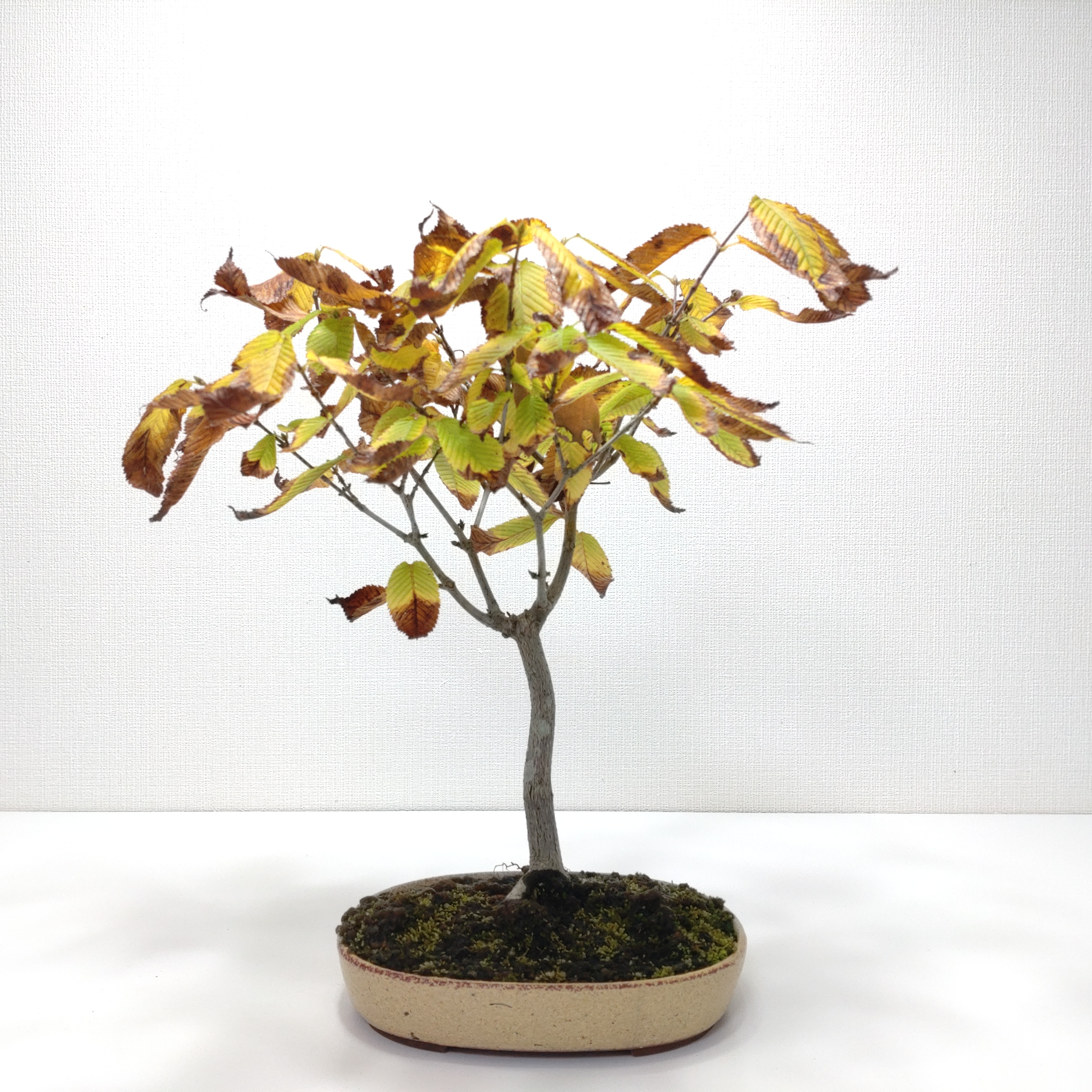 山柴楓（ヤマシバカエデ）盆栽 SS012