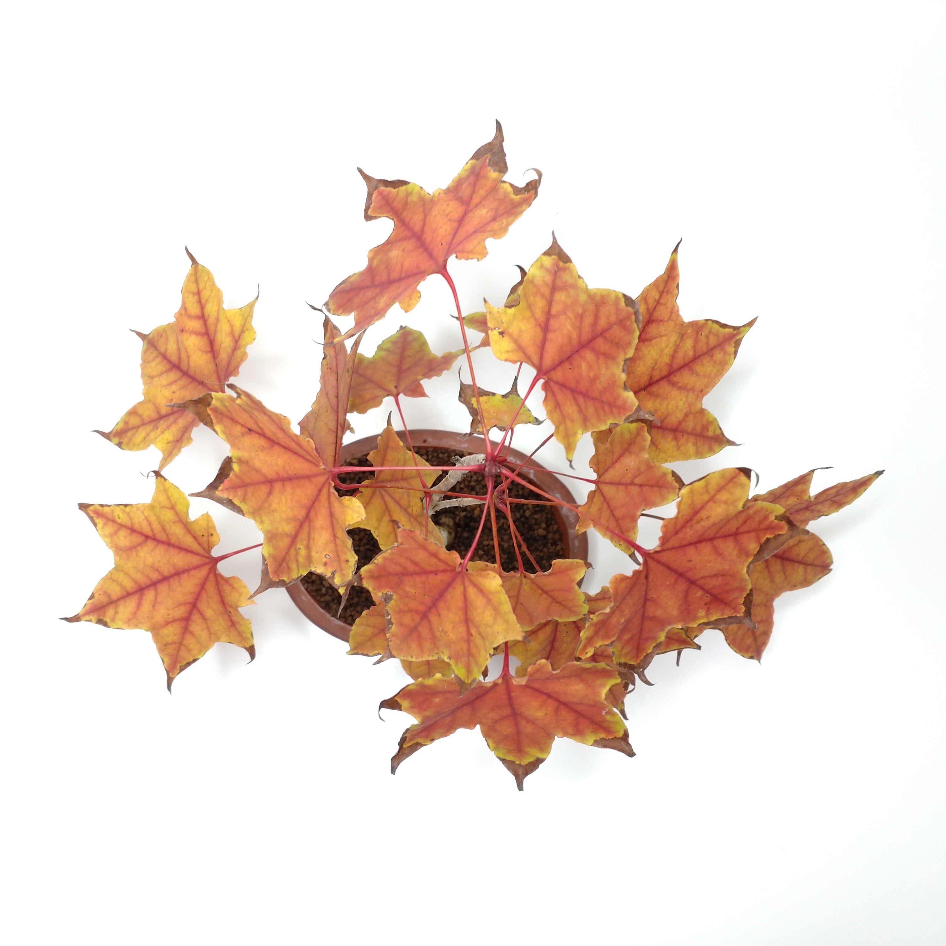 盆栽創 / 板屋楓（イタヤカエデ）盆栽 SS006