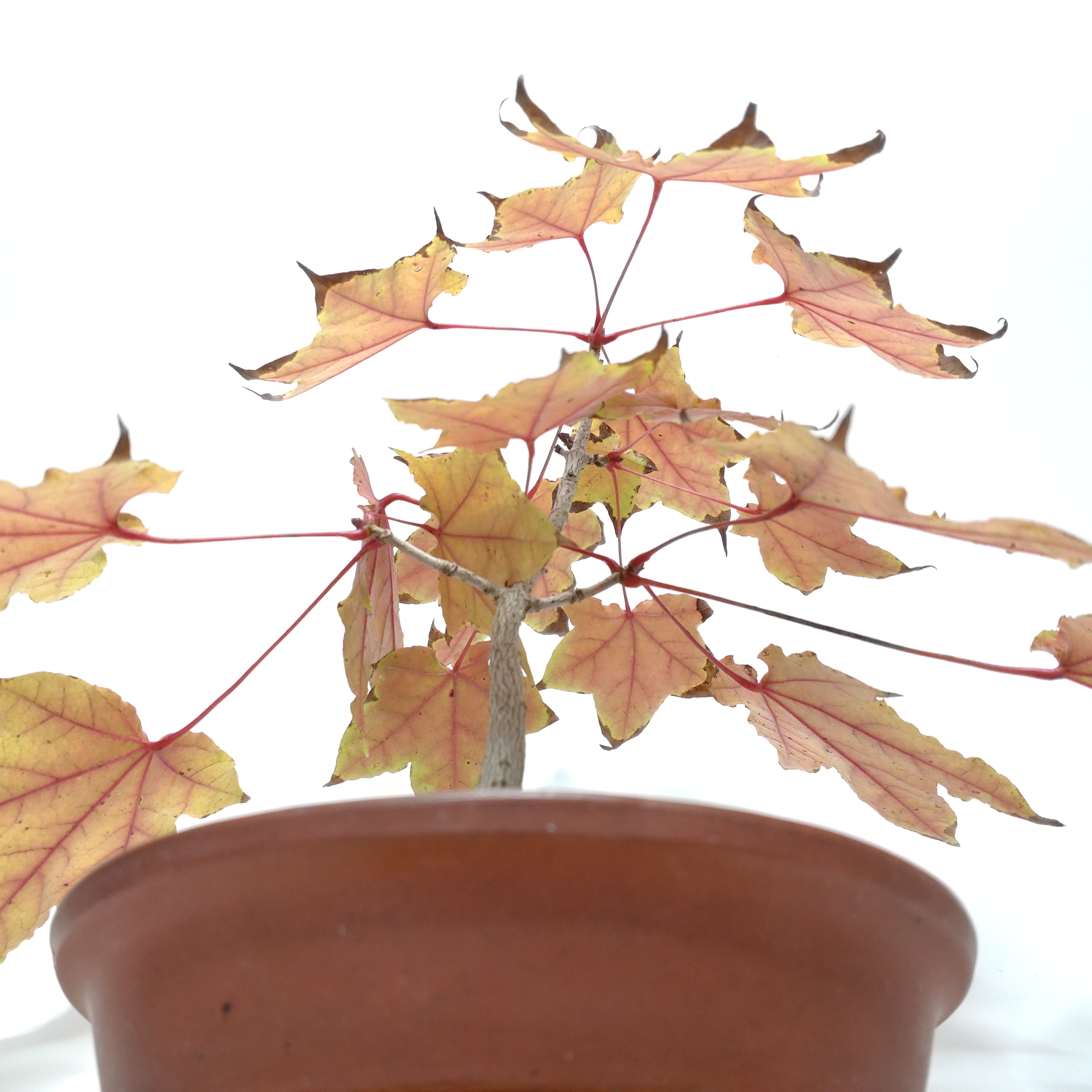 板屋楓（イタヤカエデ）盆栽 SS006 盆栽創 / 板屋楓（イタヤカエデ）盆栽 SS006