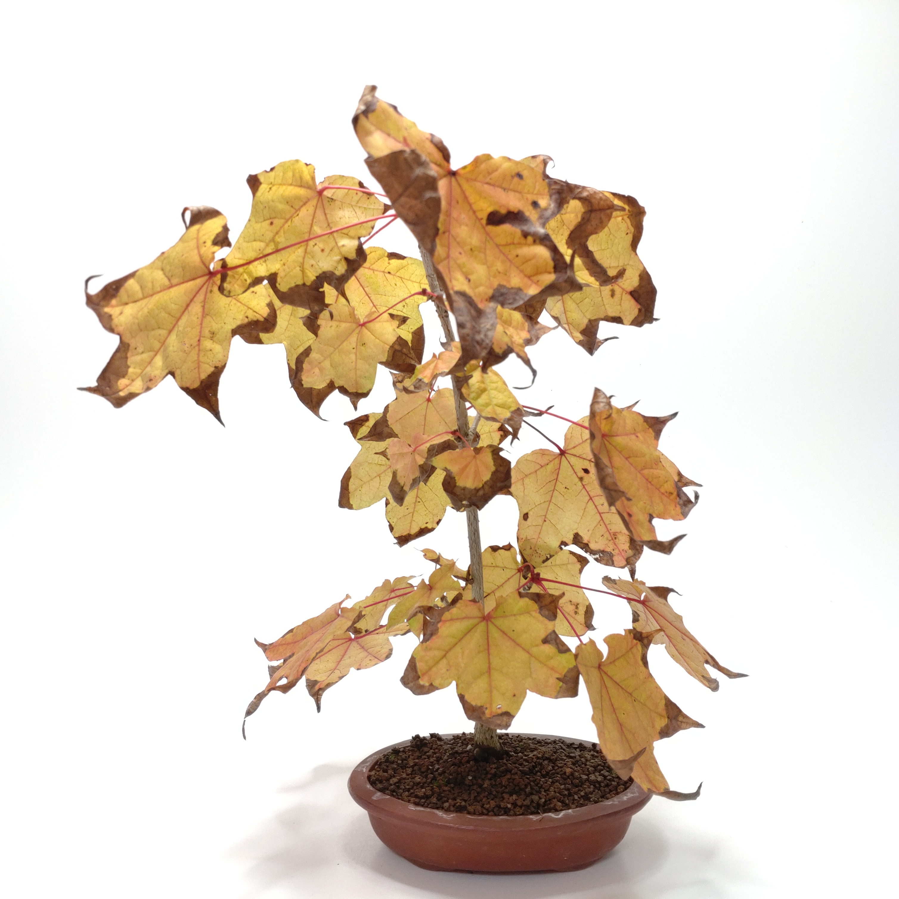 板屋楓（イタヤカエデ）盆栽 SS010