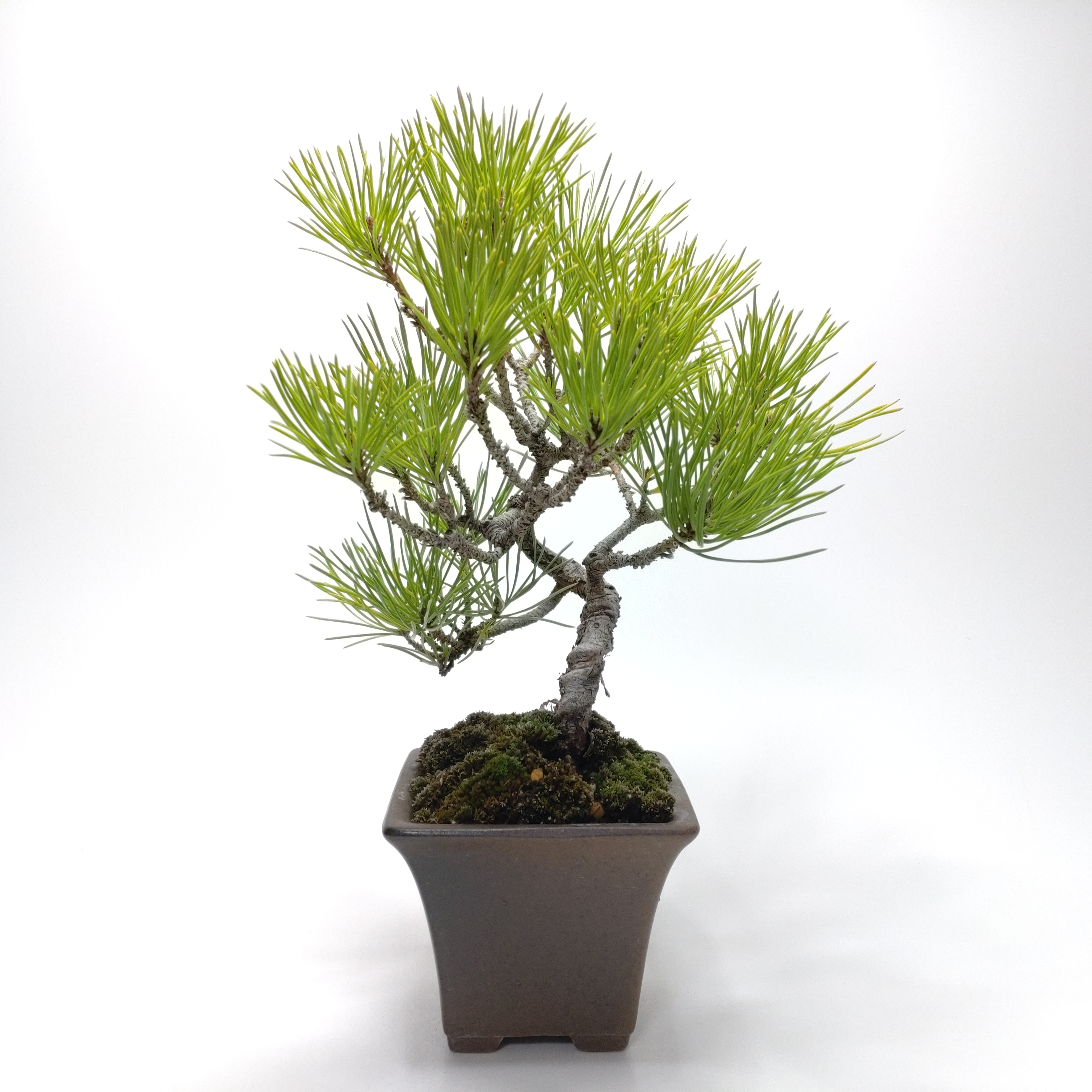 黒松（クロマツ）盆栽 SS004