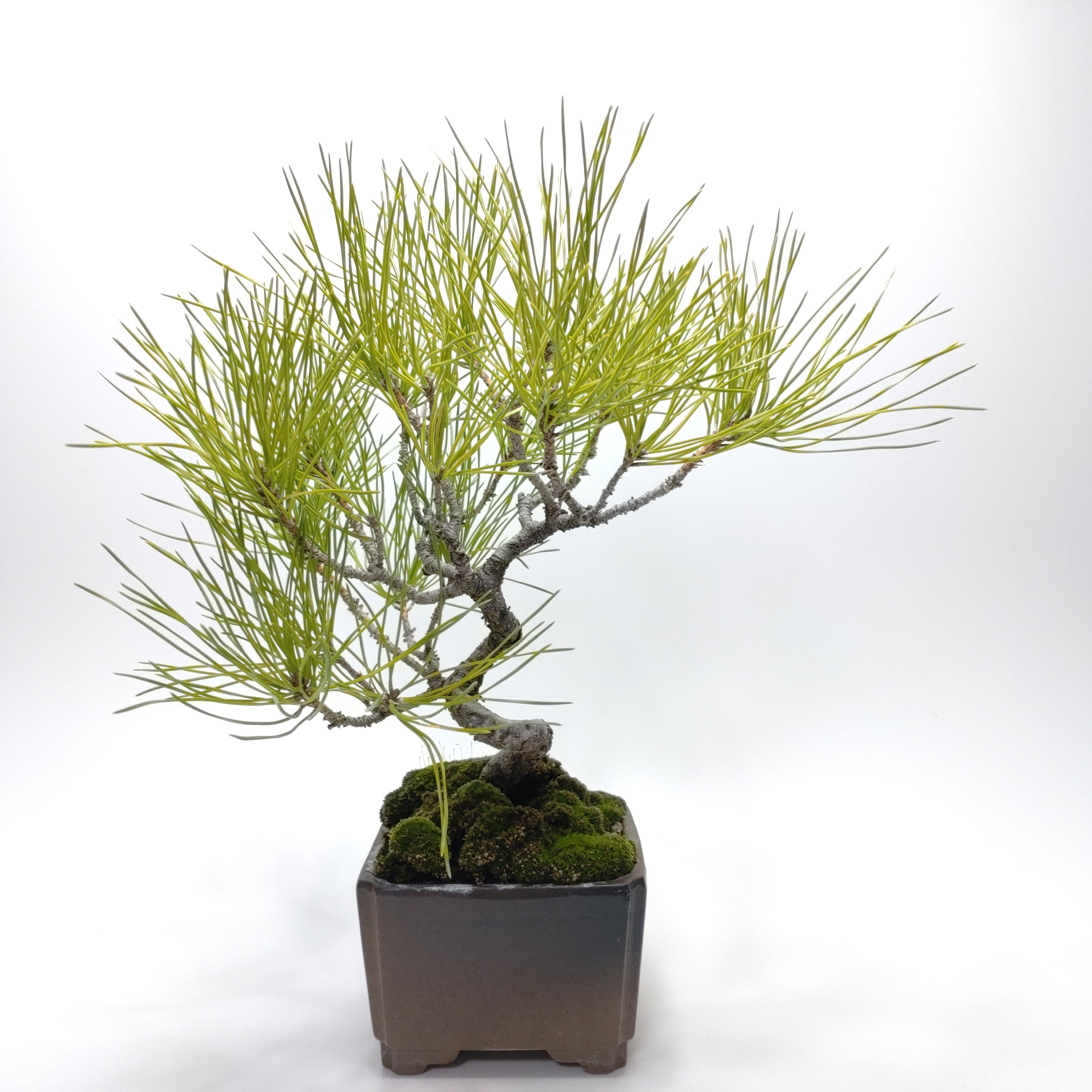 黒松（クロマツ）盆栽 SS008