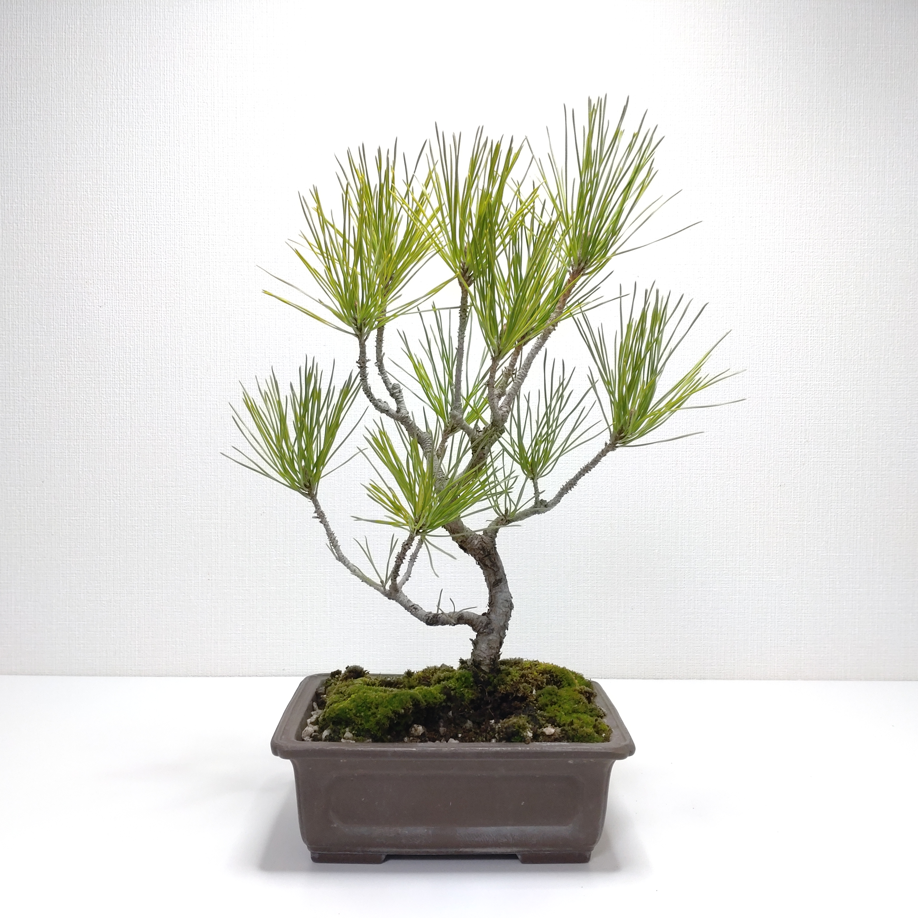 黒松（クロマツ）盆栽 SS013