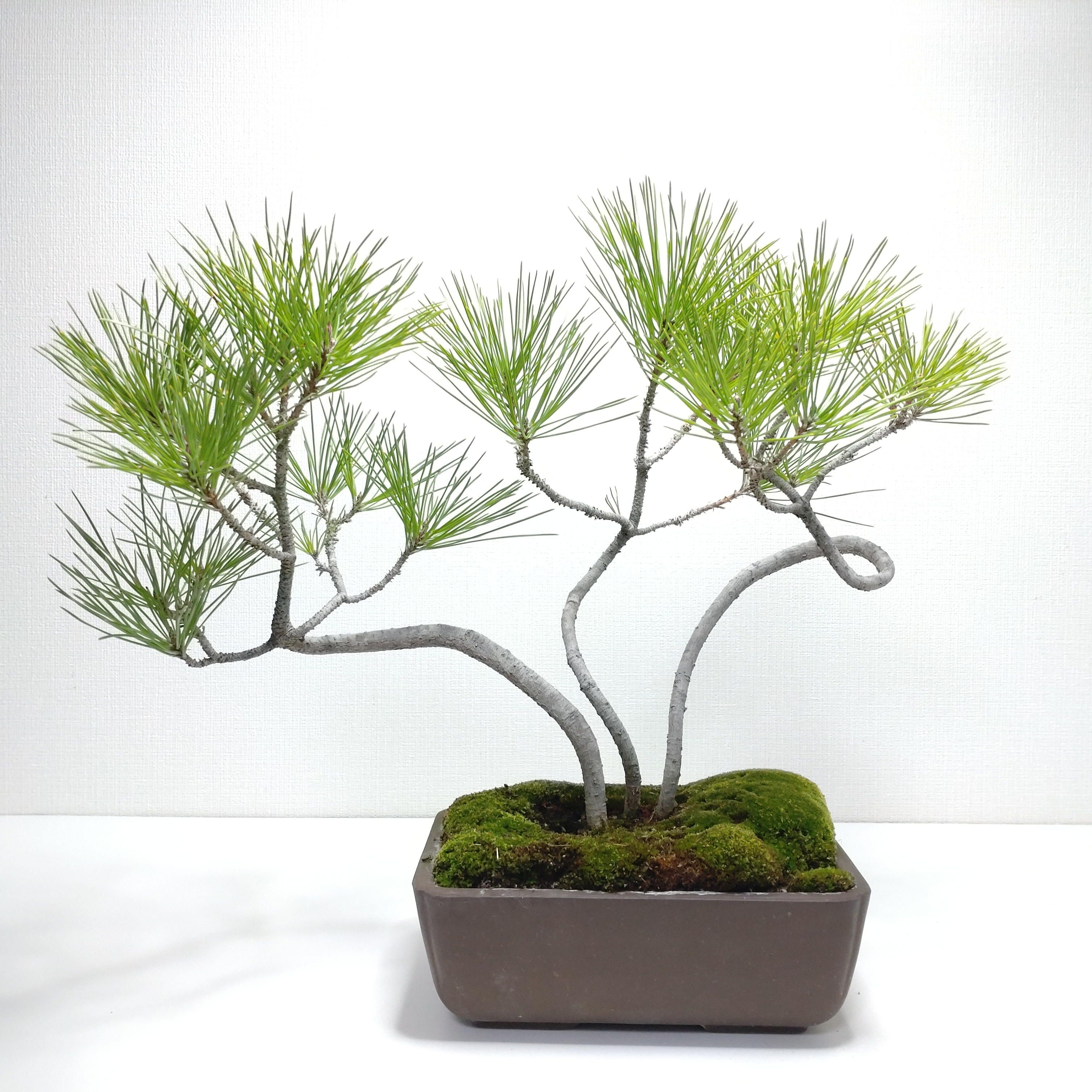 黒松（クロマツ）盆栽 SG002