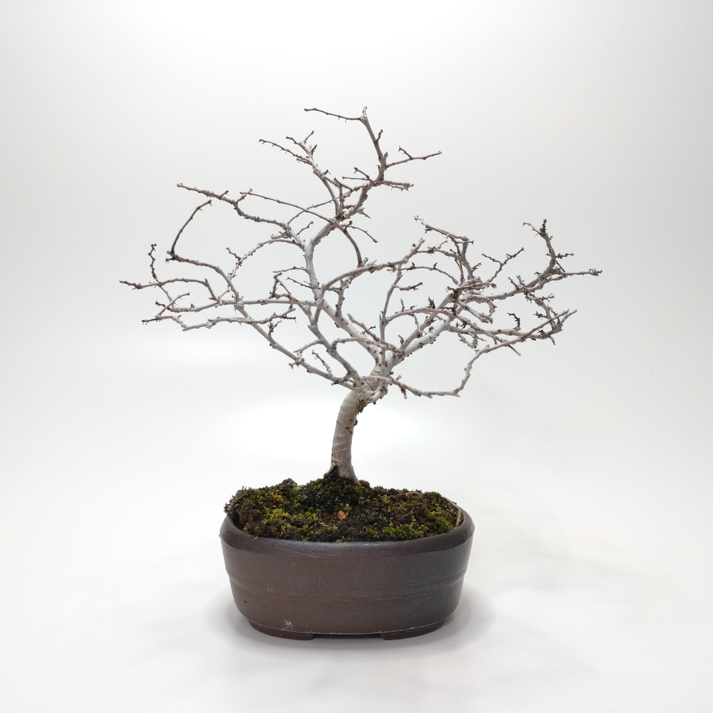 楡欅（ニレケヤキ）盆栽 SS007