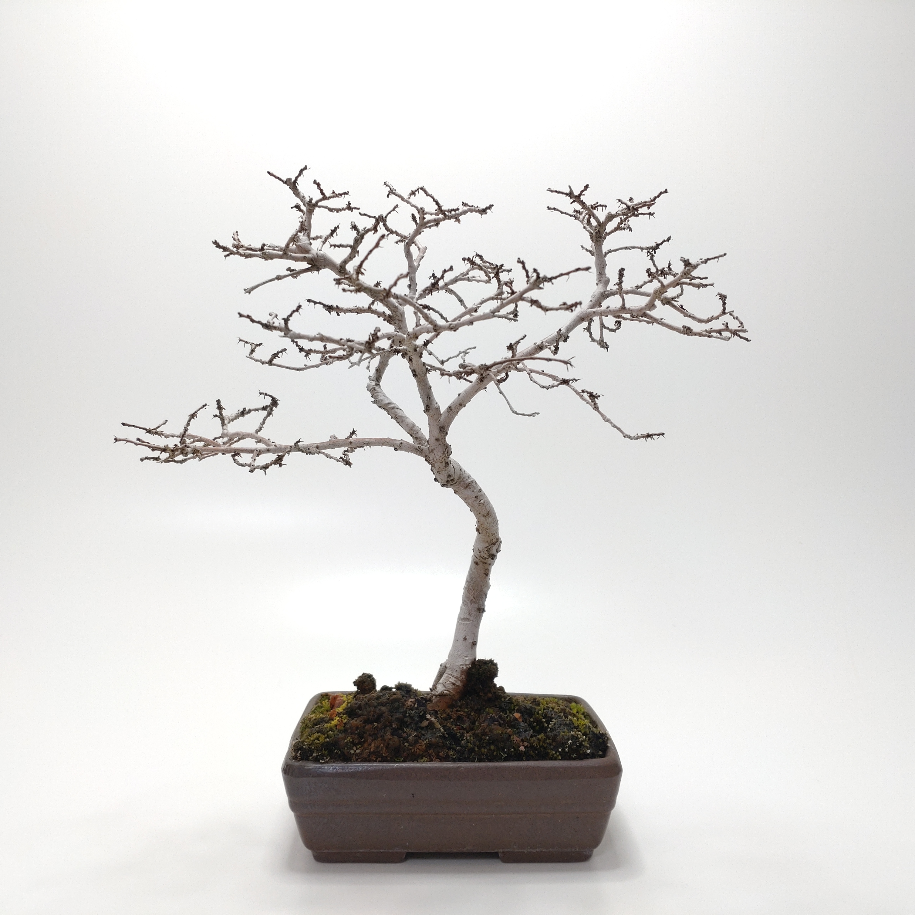 楡欅（ニレケヤキ）盆栽 SS010