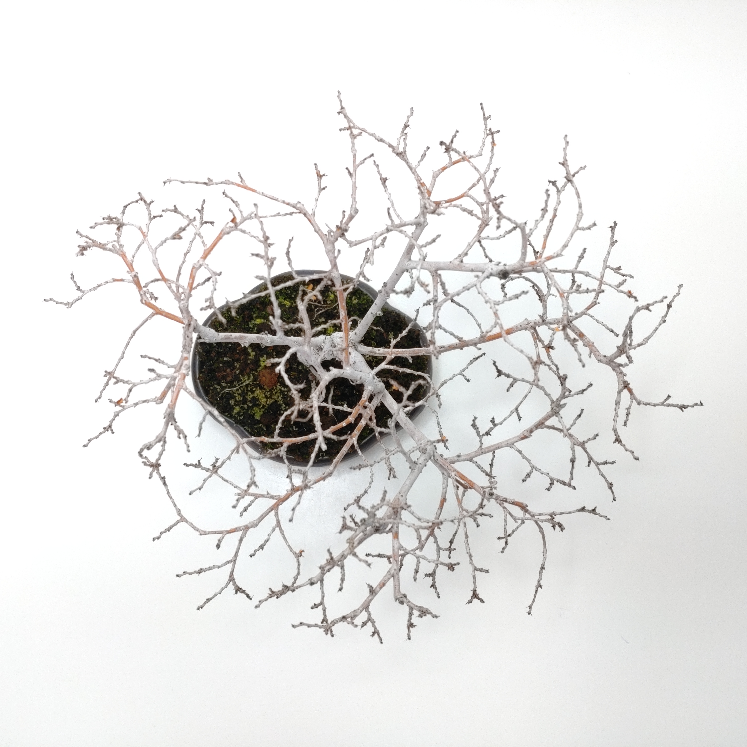 盆栽創 / 楡欅（ニレケヤキ）盆栽 SS013